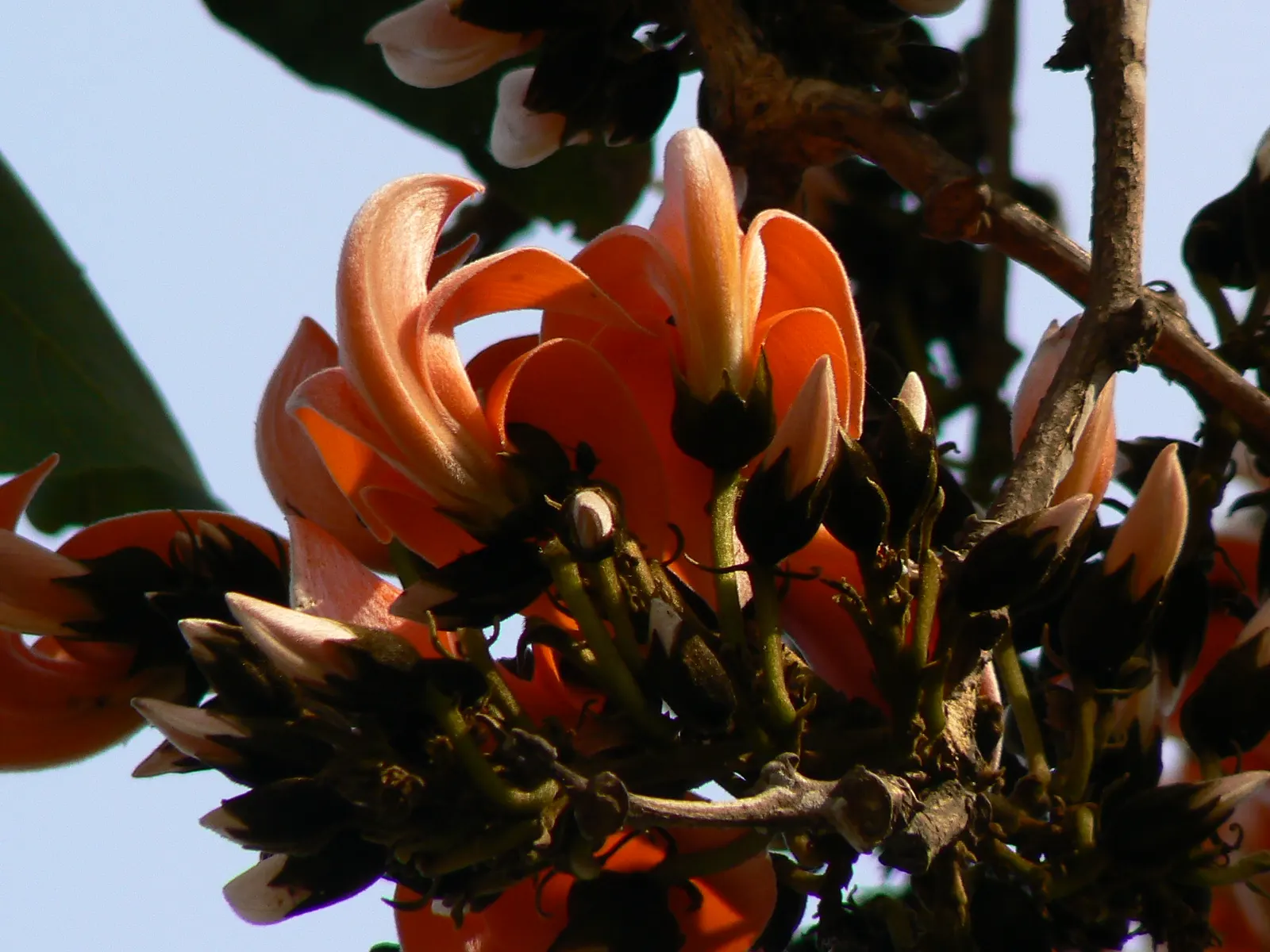 Chinese Flame Tree (Koelreuteria Bipinnata) — tree for full
