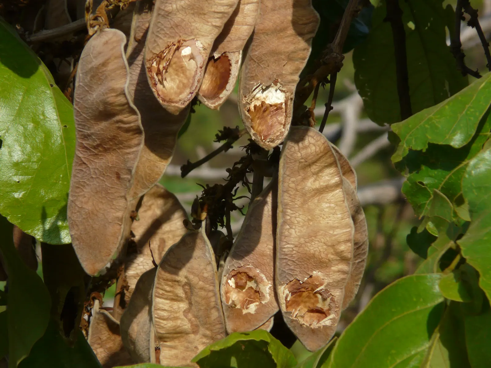 Chinese Flame Tree (Koelreuteria Bipinnata) — These blossoms give way to distinctive