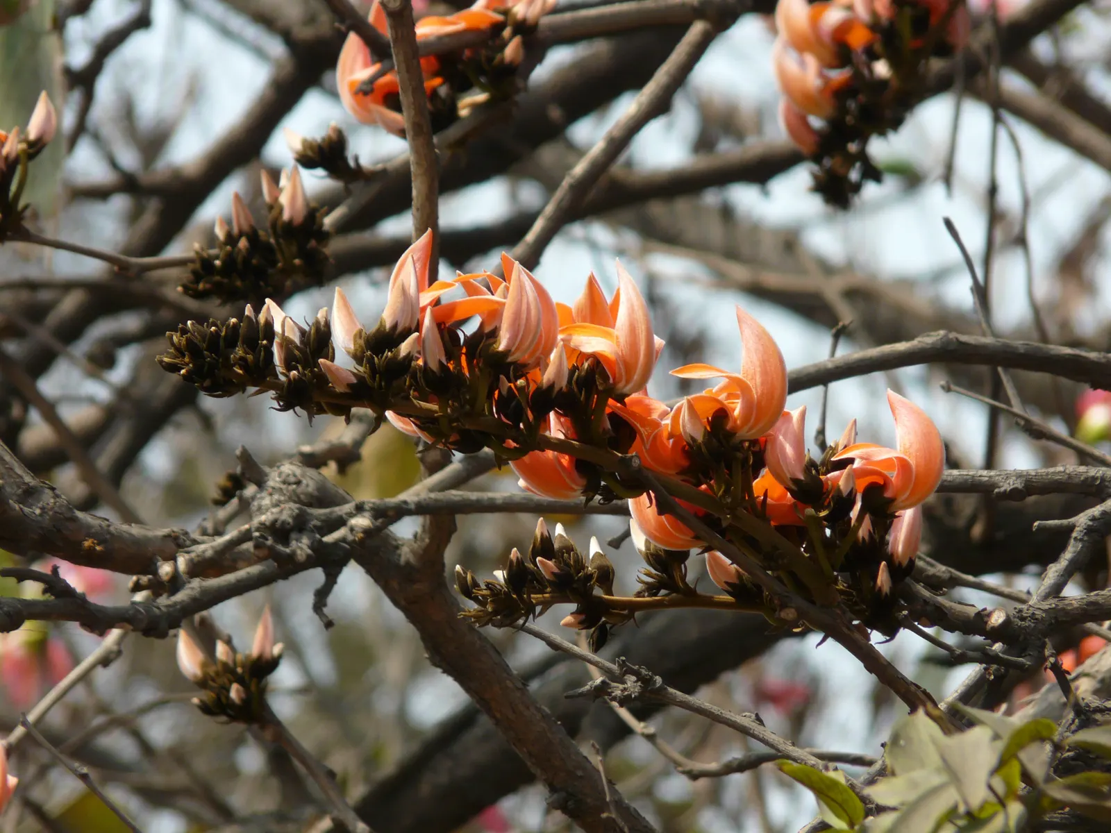 Chinese Flame Tree (Koelreuteria Bipinnata) — offering a delicate and feathery appearance.<br><br>A hardy tree; its foliage consists of bipinnate, image 56