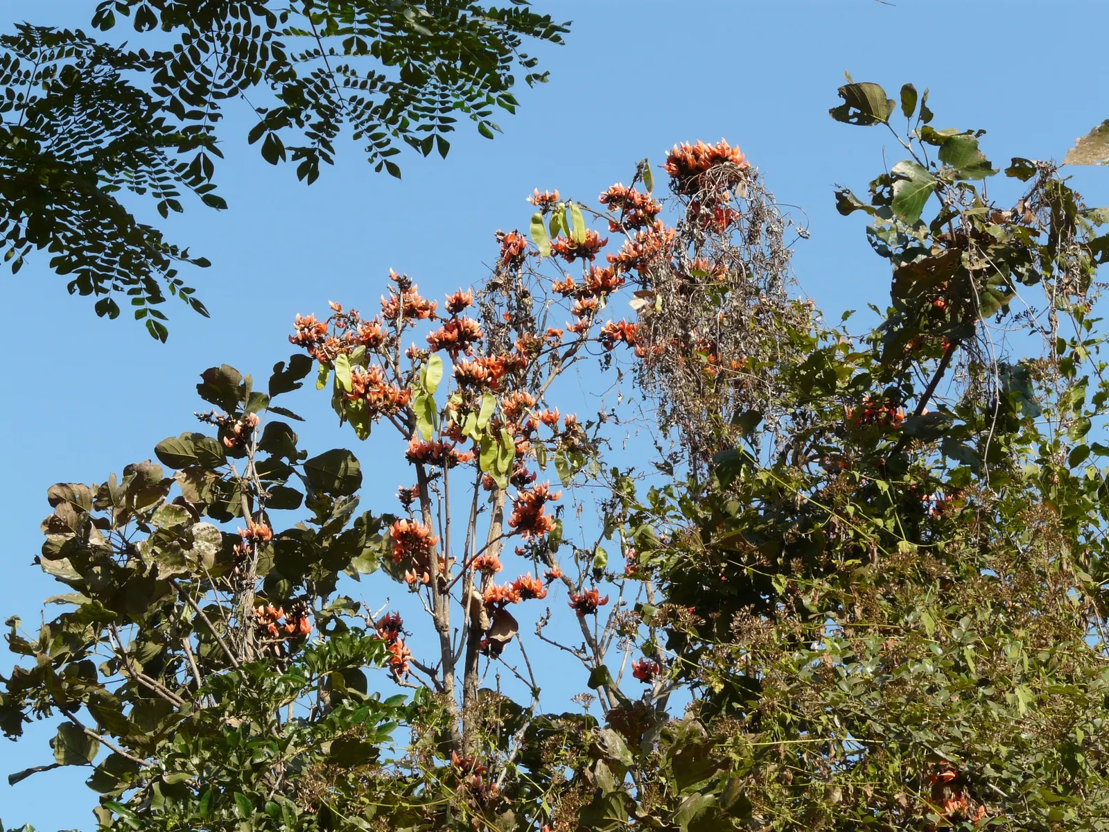 Chinese Flame Tree (Koelreuteria Bipinnata) — It prefers full sun to part shade and is adaptable to a variety of soil conditions; hassle-free, image 58
