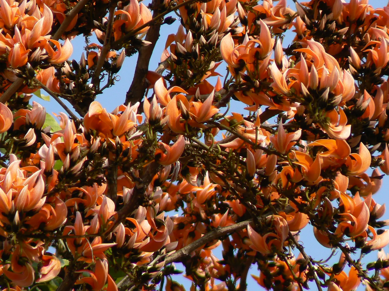 Chinese Flame Tree (Koelreuteria Bipinnata) — Thriving in USDA zones 7-9, this ornamental prefers full sun and well-drained soil