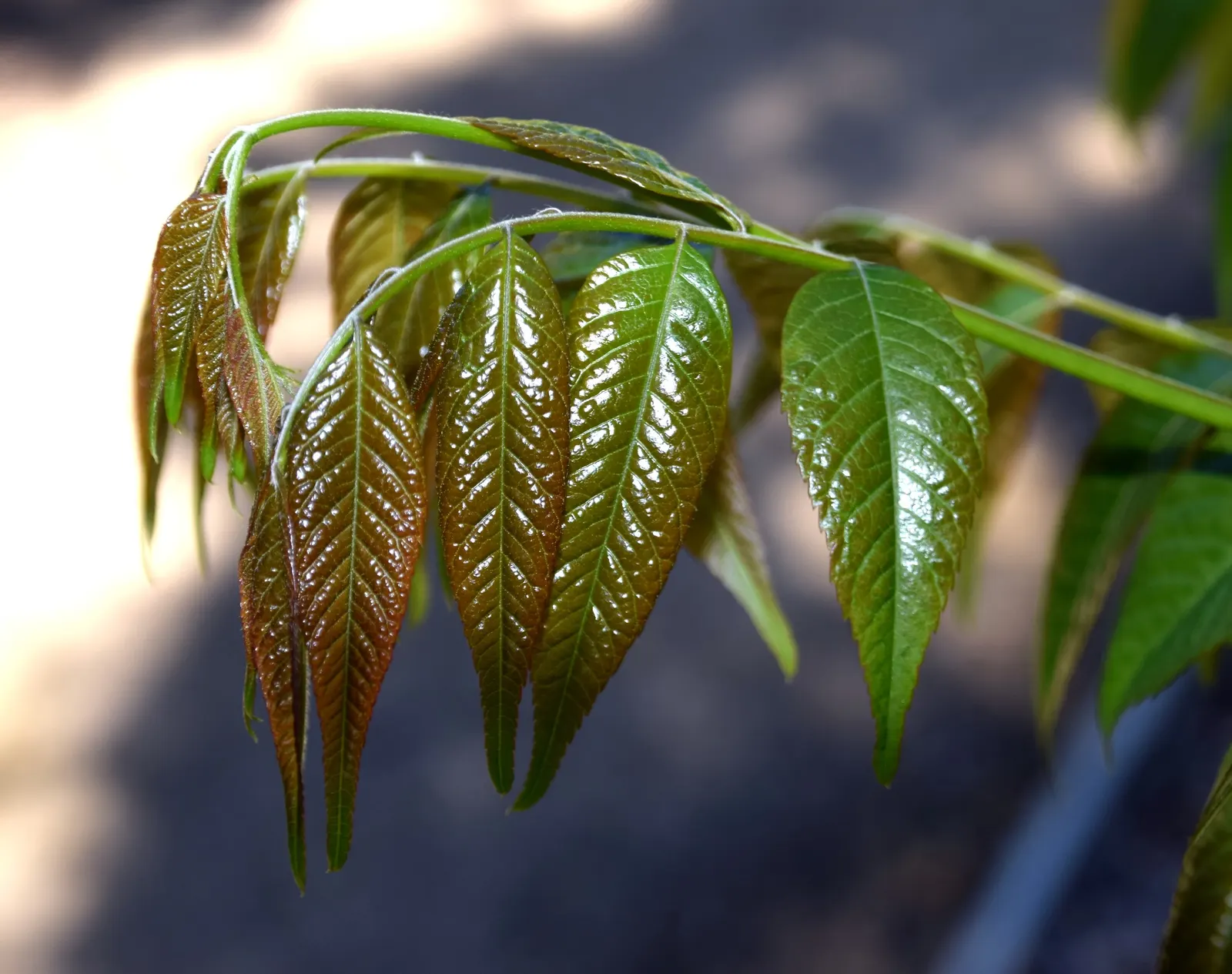 Chinese Flame Tree (Koelreuteria Bipinnata) — offering a delicate and feathery appearance.<br><br>A hardy tree; its foliage consists of bipinnate or sometimes