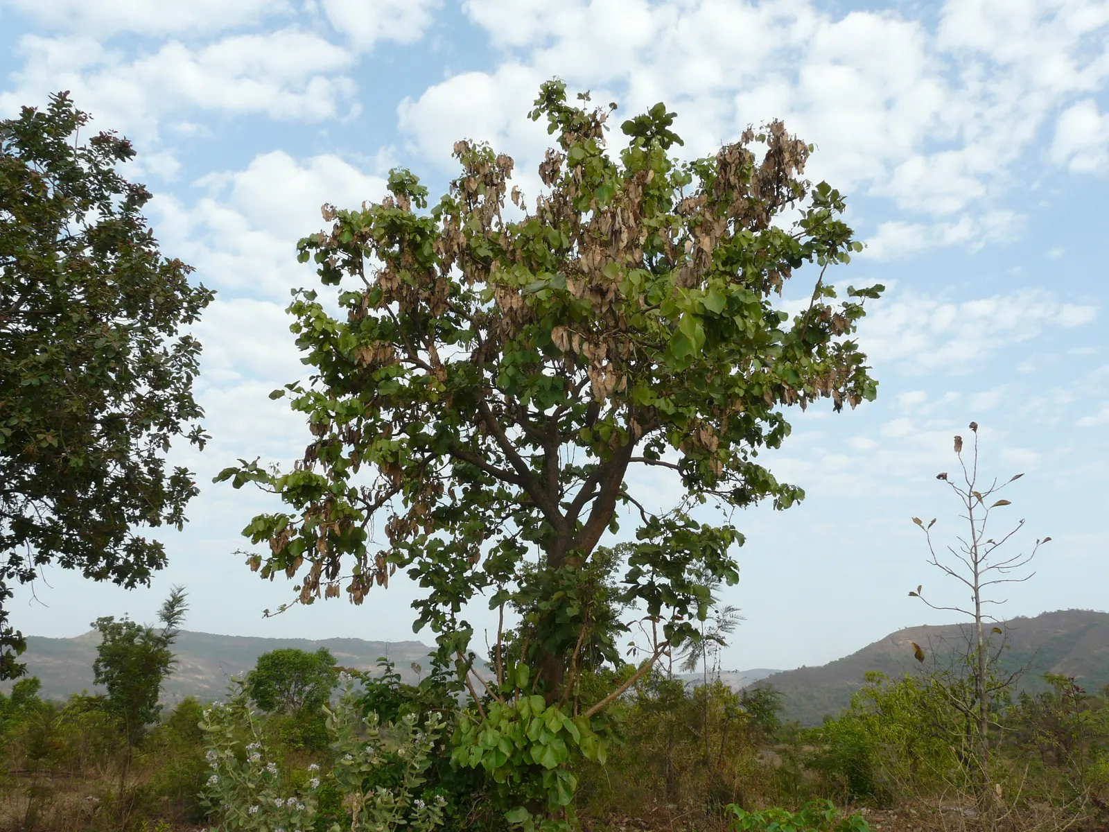 Chinese Flame Tree (Koelreuteria Bipinnata) — with each leaf reaching 6 to 15 inches long; regular watering helps establish a deep-rooted system, image 54