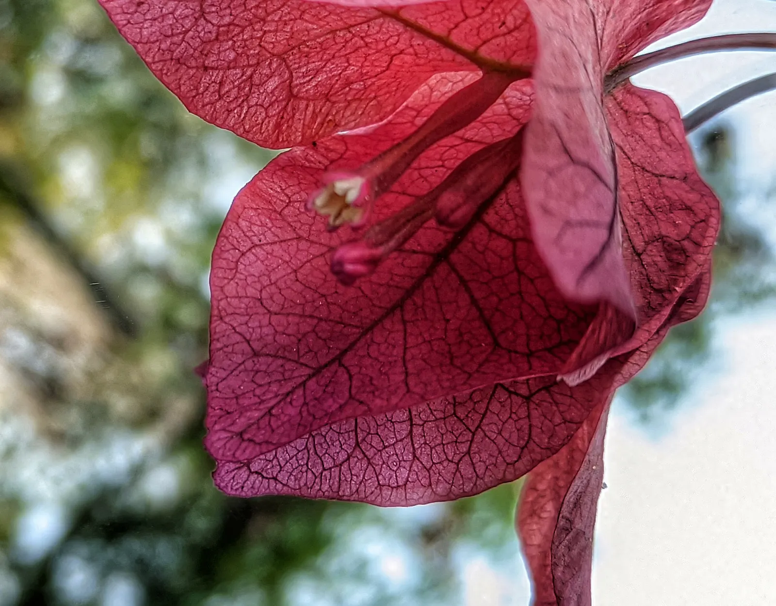 Chinese Flame Tree (Koelreuteria Bipinnata) — In late summer, it showcases bright yellow blooms followed by distinctive pinkish-red, lantern-like, image 23