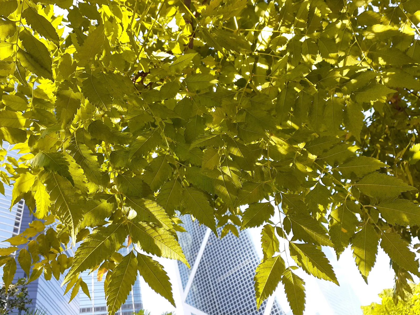 Chinese Flame Tree (Koelreuteria Bipinnata) — making it a suitable choice for residential landscapes where a medium-sized shade tree is required, image 52