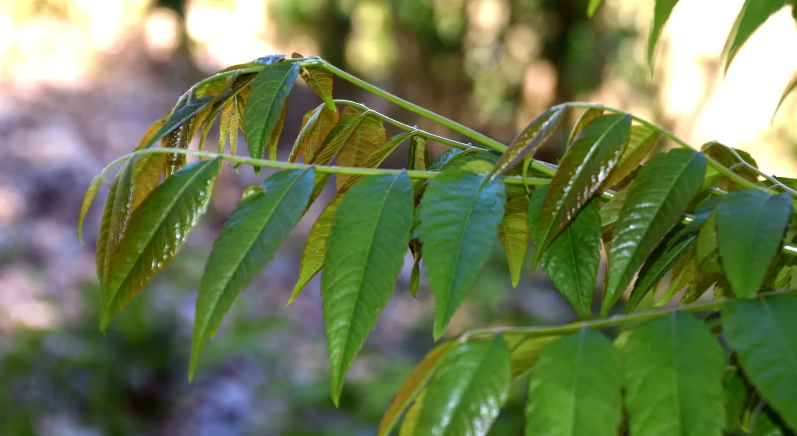 Chinese Flame Tree (Koelreuteria Bipinnata) — though it performs best in well-drained; its foliage consists of bipinnate or sometimes tripinnate leaves