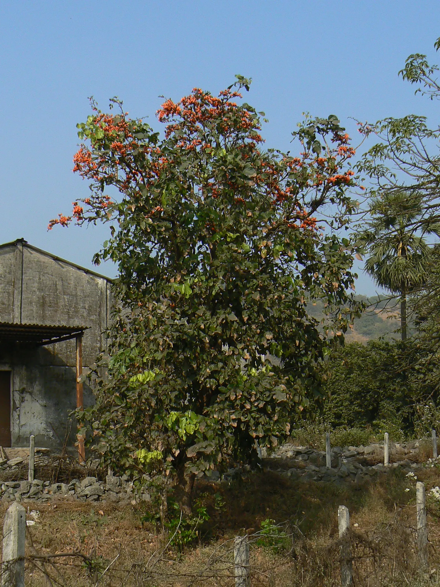 Chinese Flame Tree (Koelreuteria Bipinnata) — It prefers full sun to part shade and is adaptable to a variety of soil conditions; hassle-free choice for