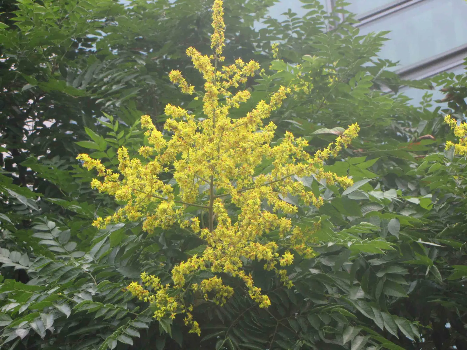 Chinese Flame Tree (Koelreuteria Bipinnata) — bladder-like seed pods that change from green to a pinkish-red and eventually to a warm; regular watering helps
