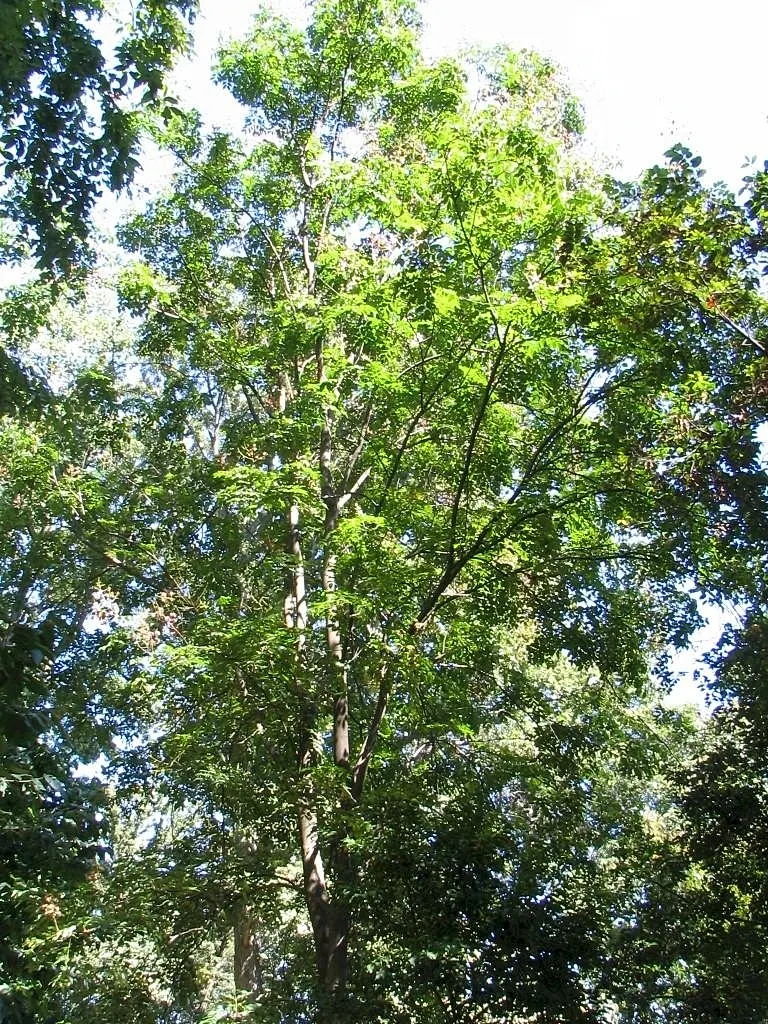 Chinese Flame Tree (Koelreuteria Bipinnata) — panicle clusters during the summer months; regular watering helps establish a deep-rooted system
