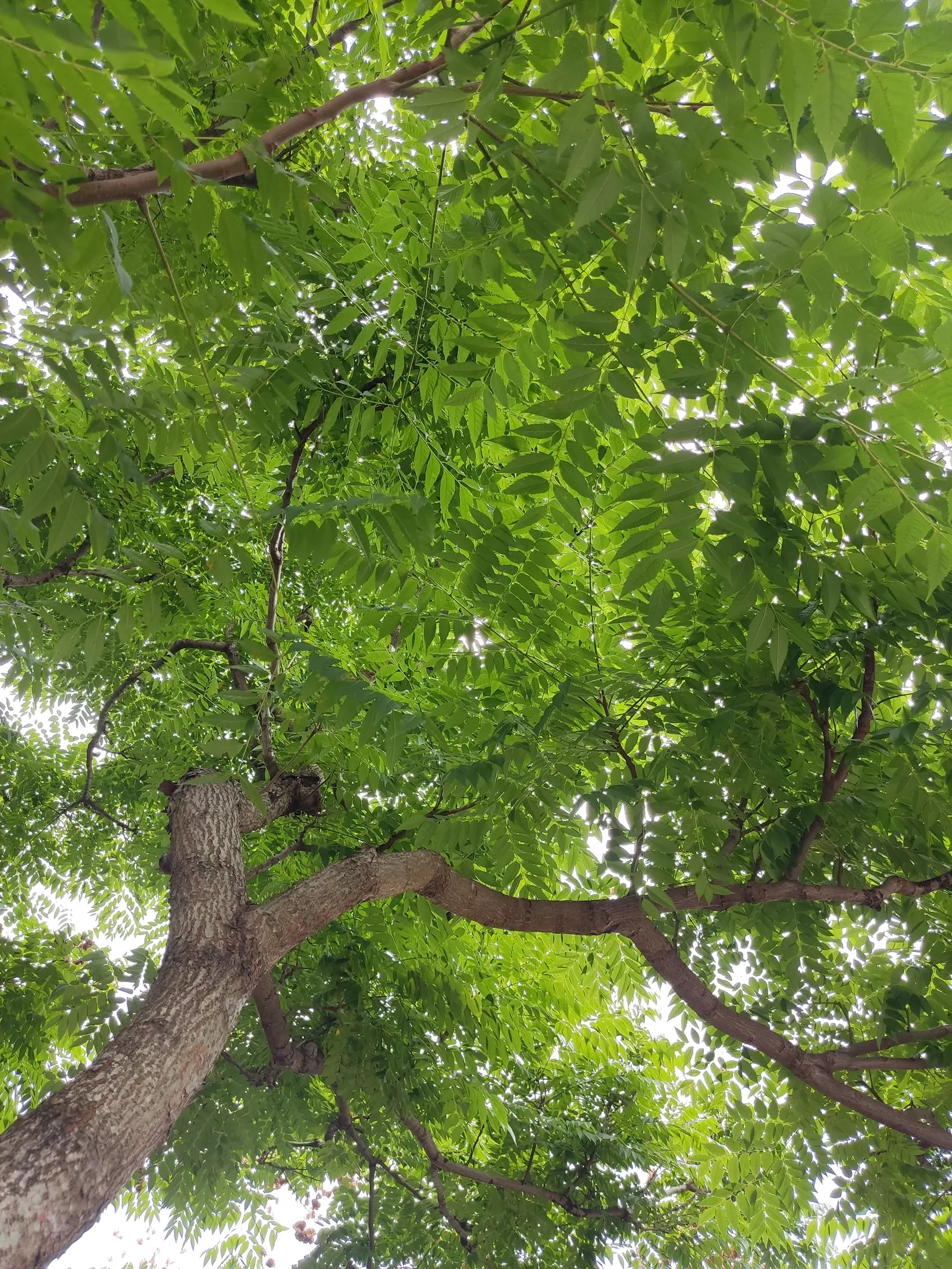 Chinese Flame Tree (Koelreuteria Bipinnata) — yellow flowers in the garden; hassle-free choice for temperate landscapes