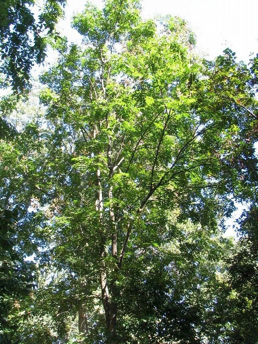 Chinese Flame Tree (Koelreuteria Bipinnata) — These blossoms give way to distinctive; its foliage consists of bipinnate or sometimes tripinnate leaves