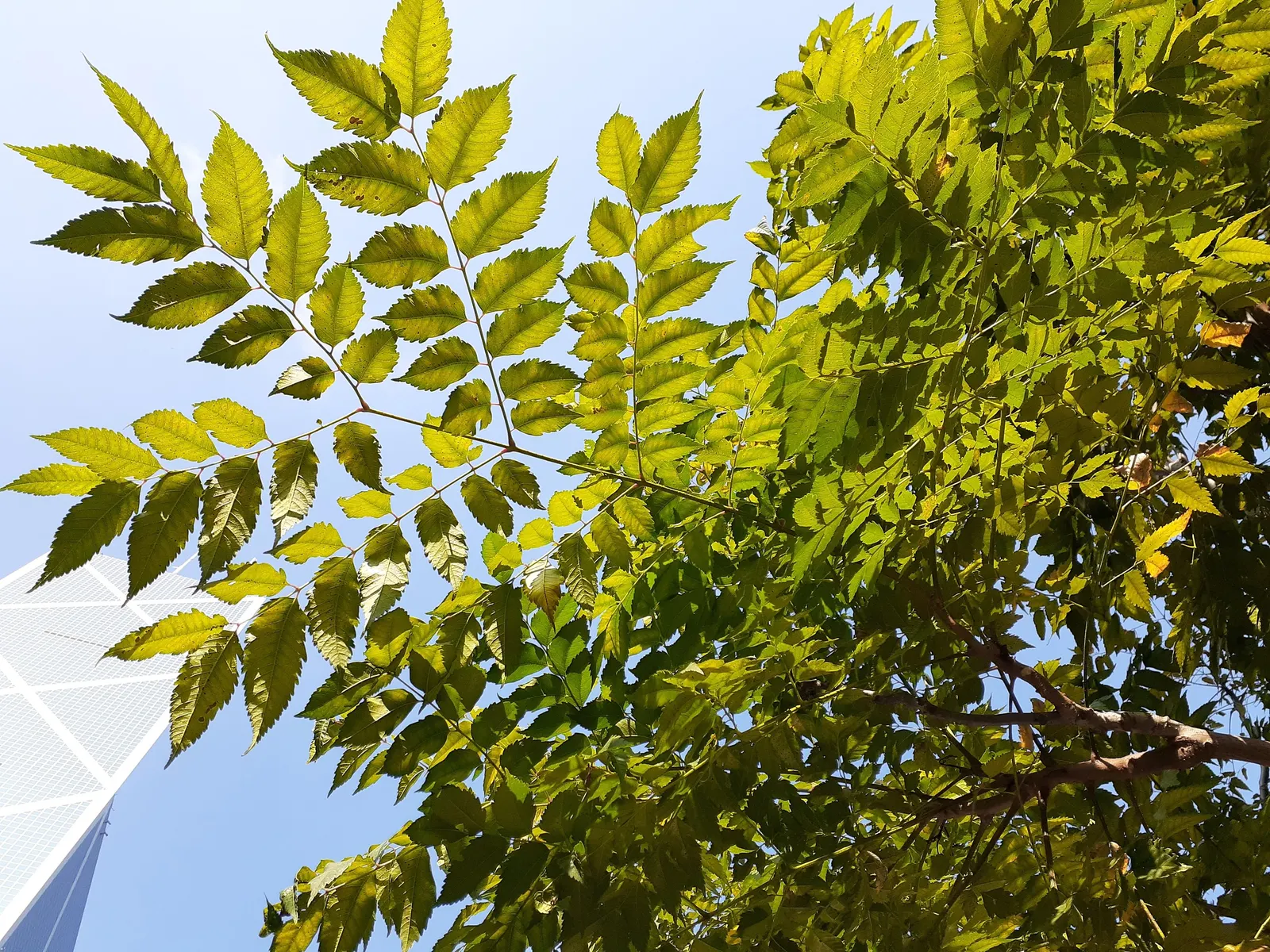Chinese Flame Tree (Koelreuteria Bipinnata) — bladder-like seed pods that change from green to a pinkish-red and eventually to a warm; regular, image 51