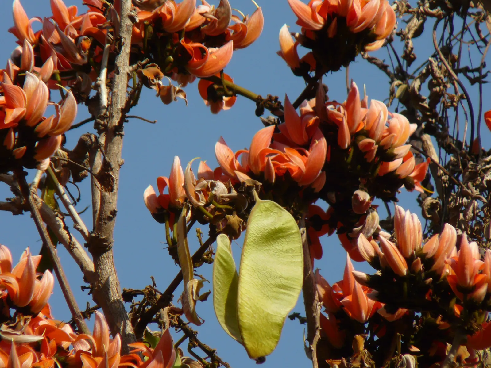 Chinese Flame Tree (Koelreuteria Bipinnata) — Its foliage consists of bipinnate or sometimes tripinnate leaves