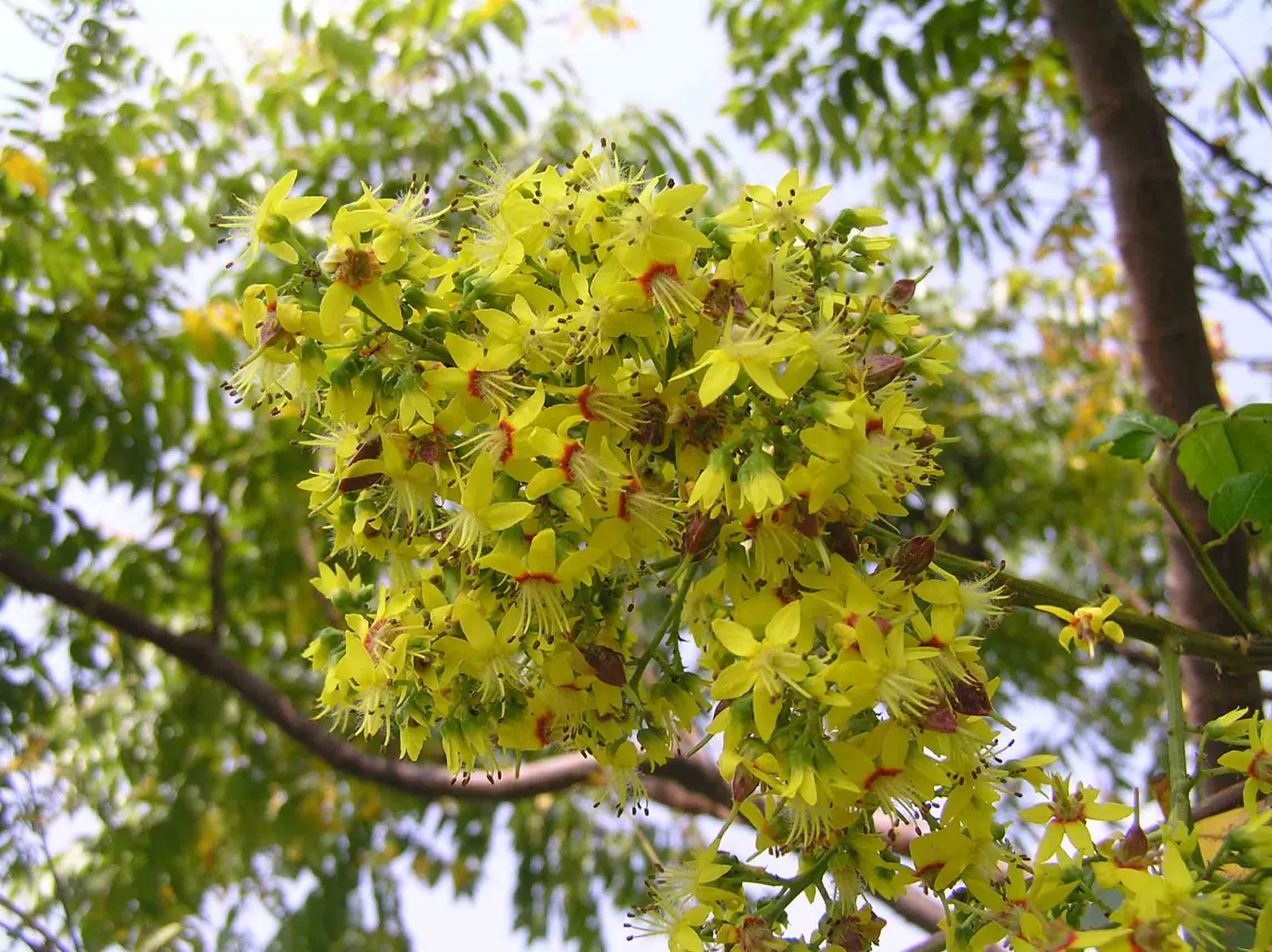 Chinese Flame Tree (Koelreuteria Bipinnata) — making it a suitable choice for residential landscapes where a medium-sized shade tree is required; hassle-free