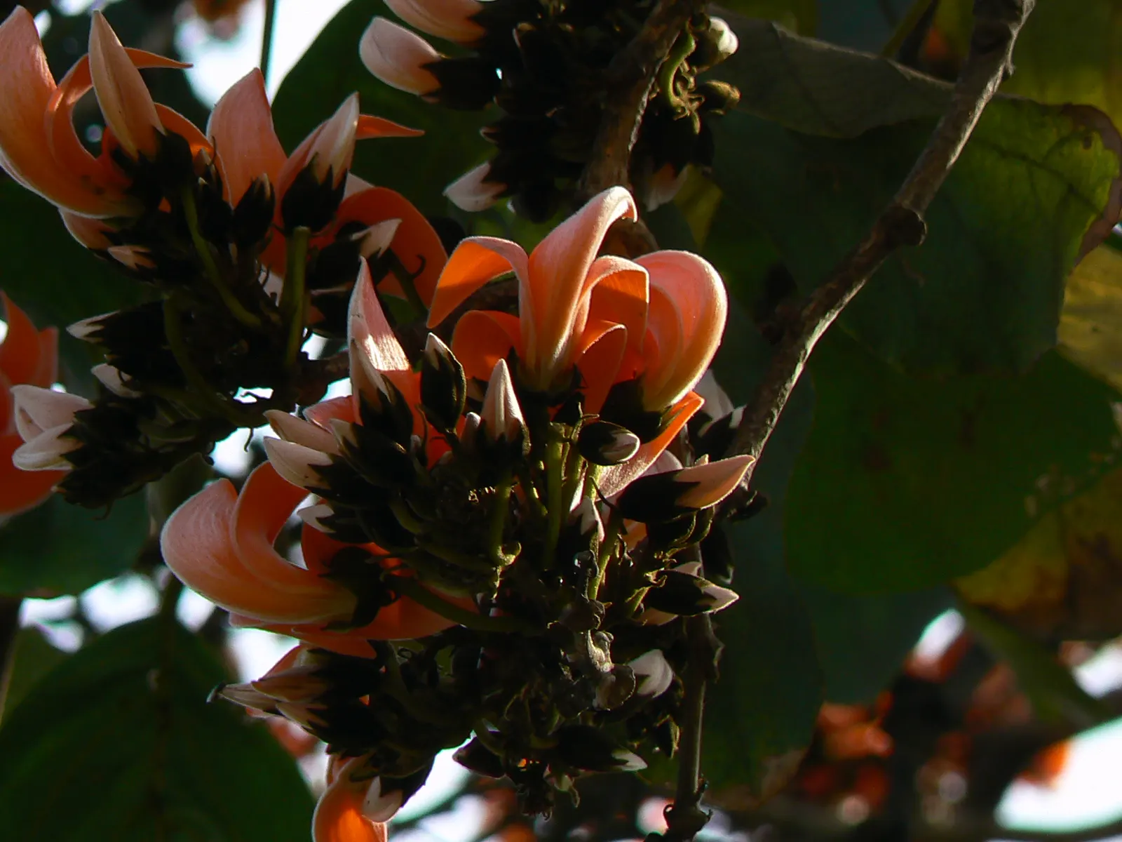 Chinese Flame Tree (Koelreuteria Bipinnata) — These blossoms give way to distinctive; its foliage consists of bipinnate or sometimes tripinnate, image 50