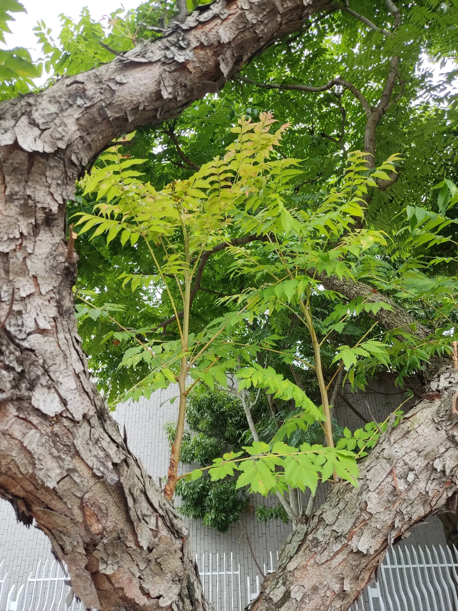 Chinese Flame Tree (Koelreuteria Bipinnata) — typically around June to July; hassle-free choice for temperate landscapes, image 49