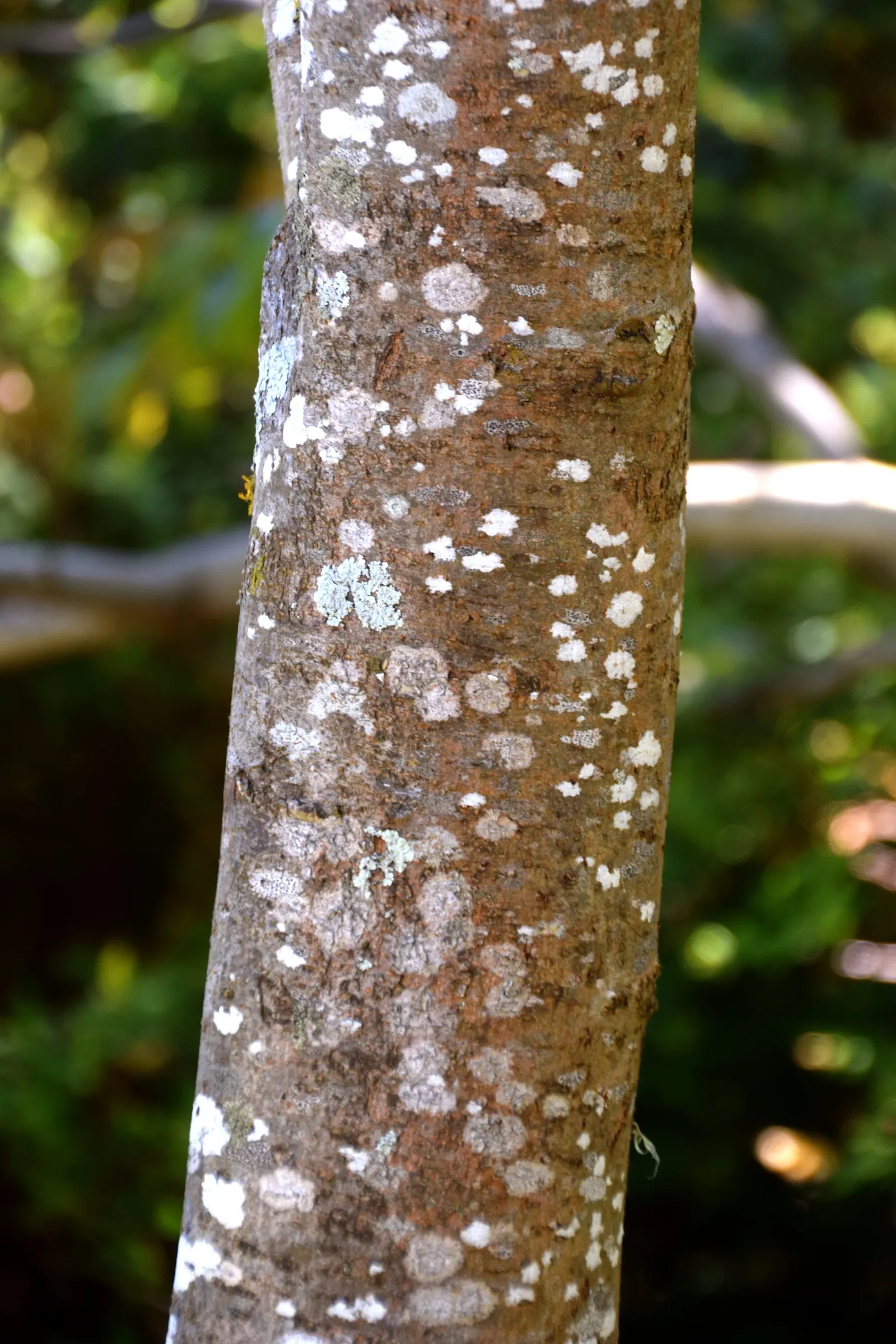 Chinese Flame Tree (Koelreuteria Bipinnata) — and leaflets that are approximately 1 to 2 inches in length; hassle-free choice for temperate landscapes