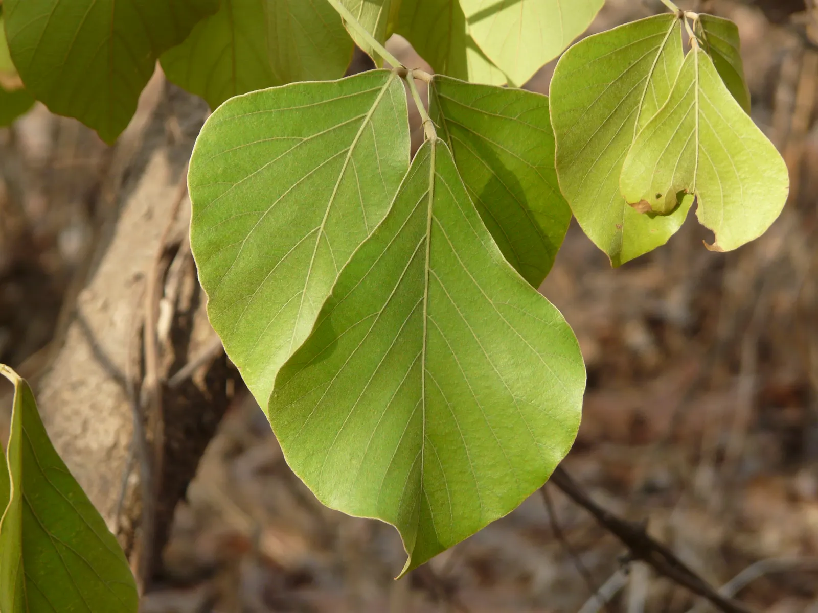 Chinese Flame Tree (Koelreuteria Bipinnata) — yellow flowers in the garden