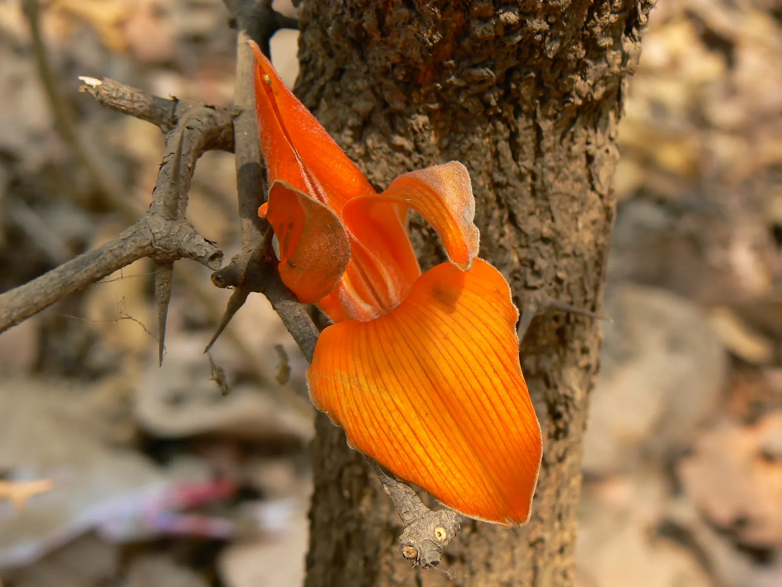 Chinese Flame Tree (Koelreuteria Bipinnata) — Thriving in USDA zones 7-9, this ornamental prefers full sun and well-drained soil; regular watering helps