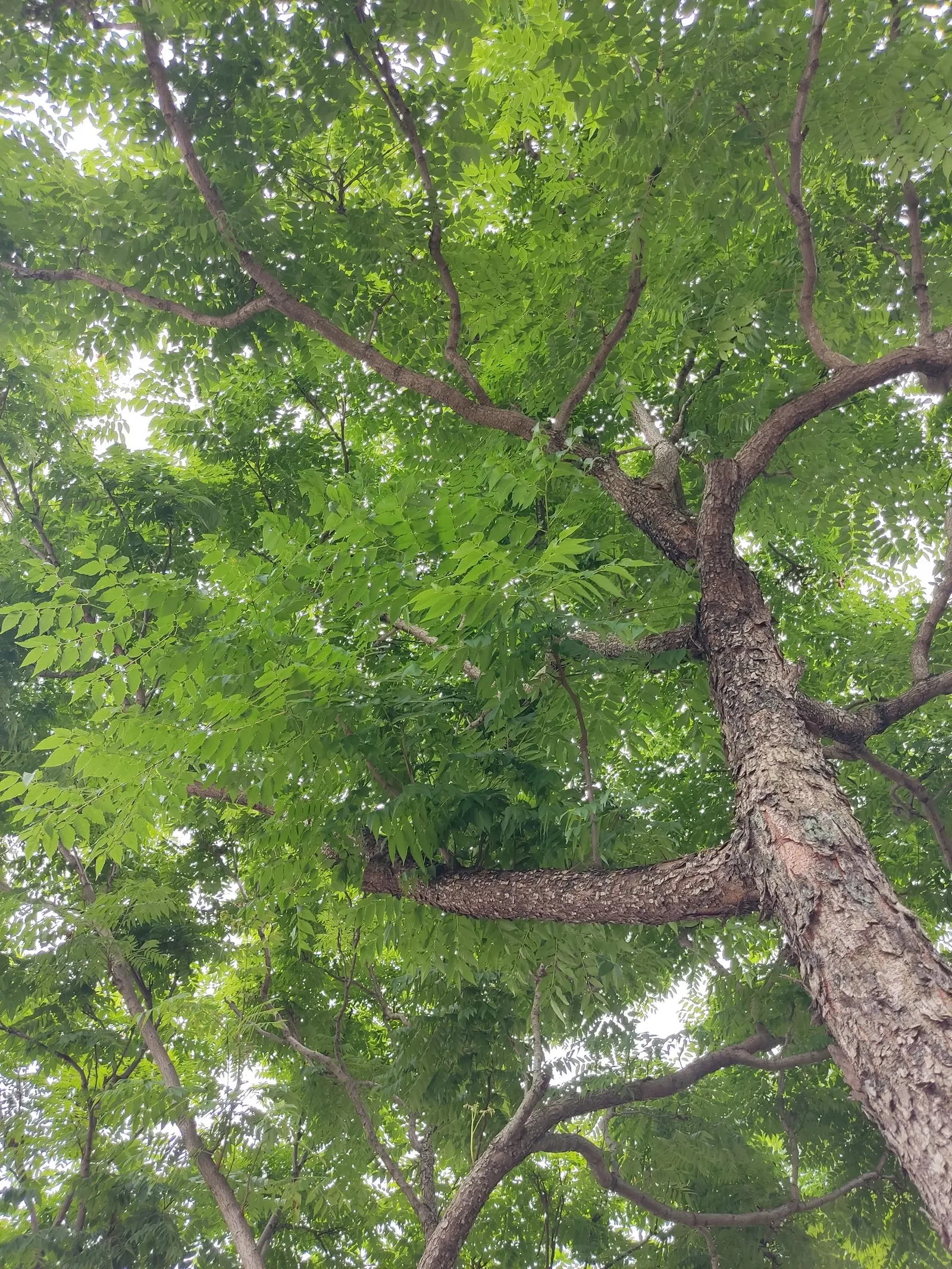 Chinese Flame Tree (Koelreuteria Bipinnata) — offering a delicate and feathery appearance.<br><br>A hardy tree