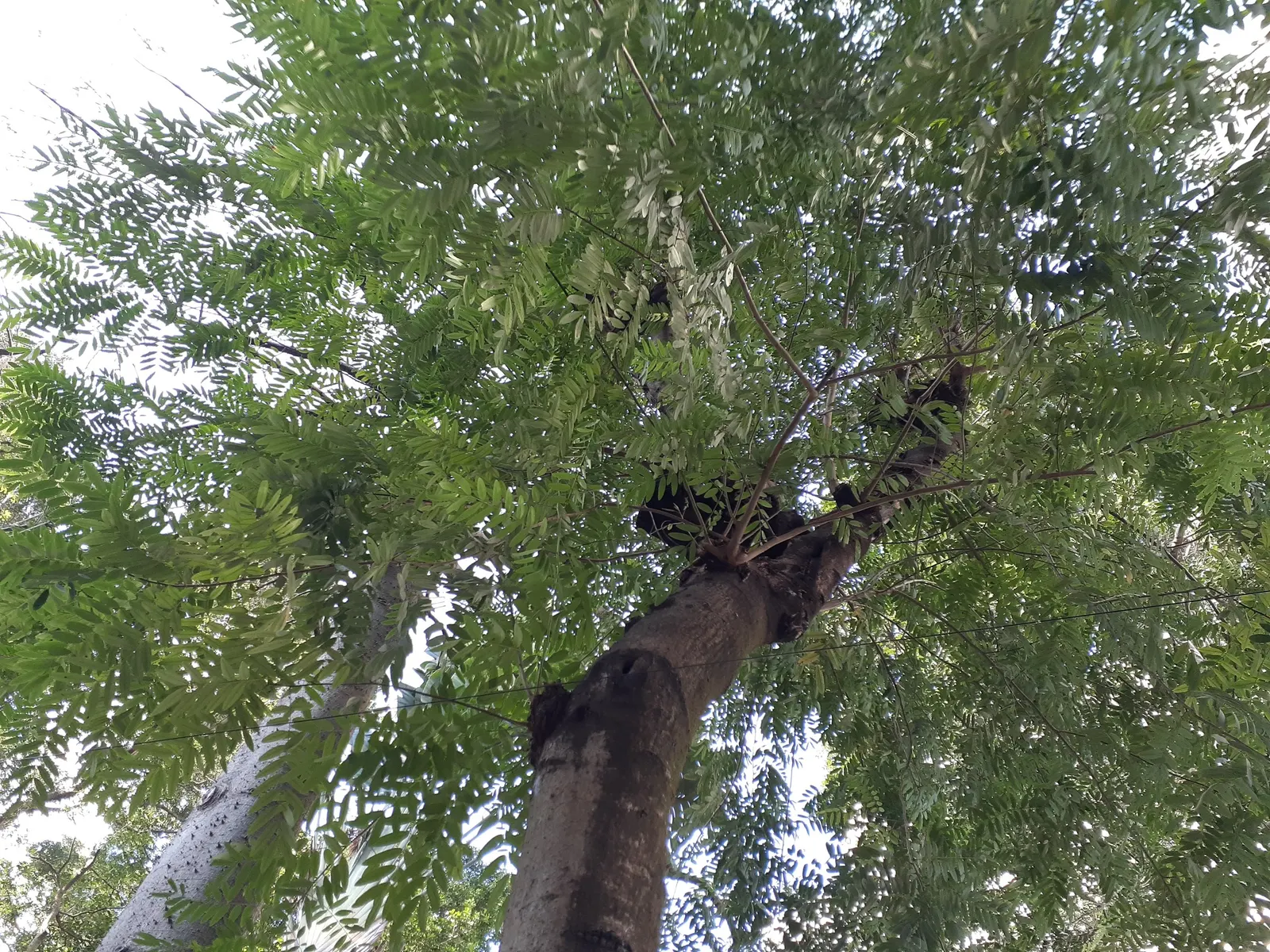 Chinese Flame Tree (Koelreuteria Bipinnata) — Regular watering helps establish a deep-rooted system, image 39
