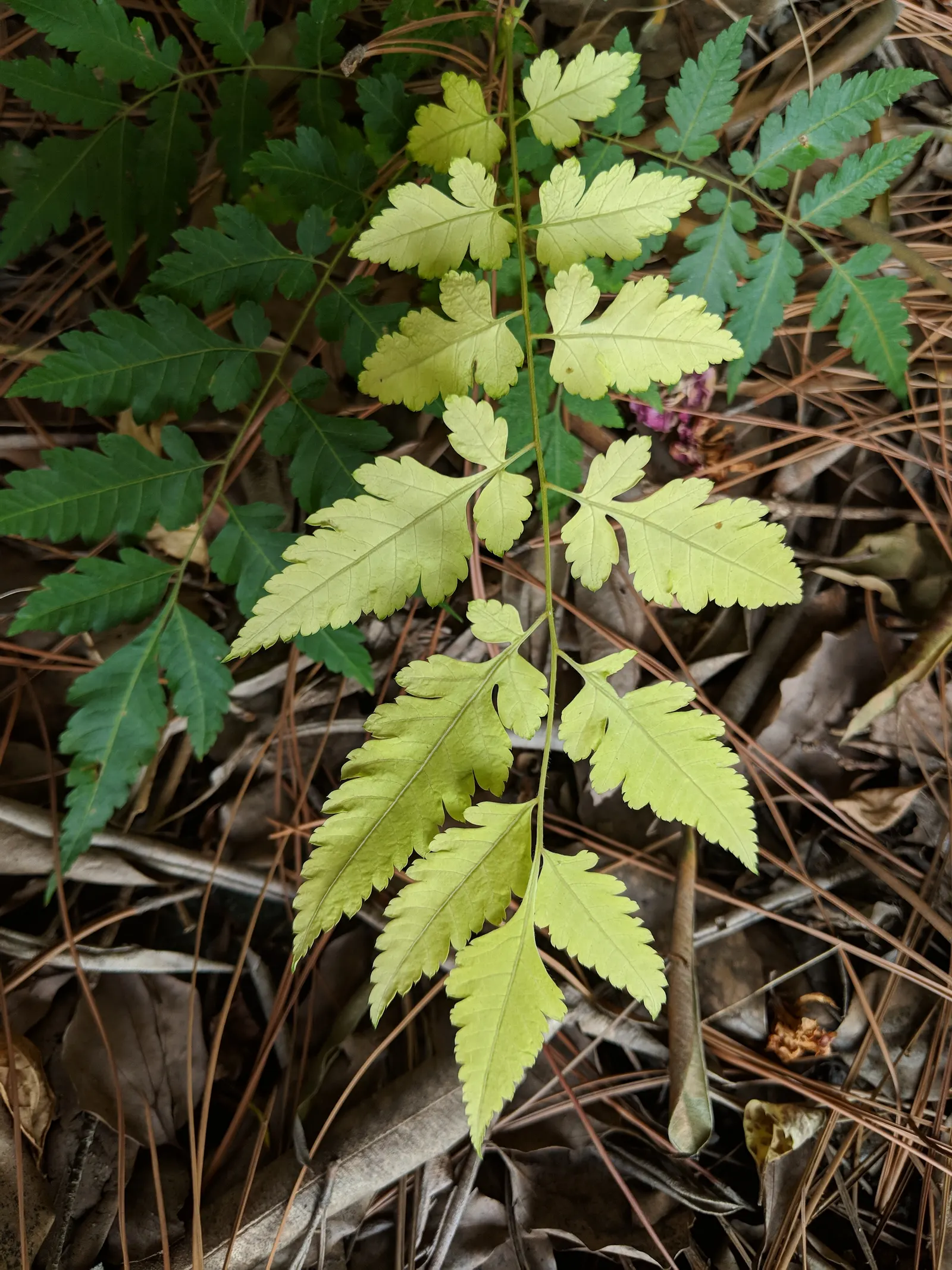 Chinese Flame Tree (Koelreuteria Bipinnata) — though it performs best in well-drained