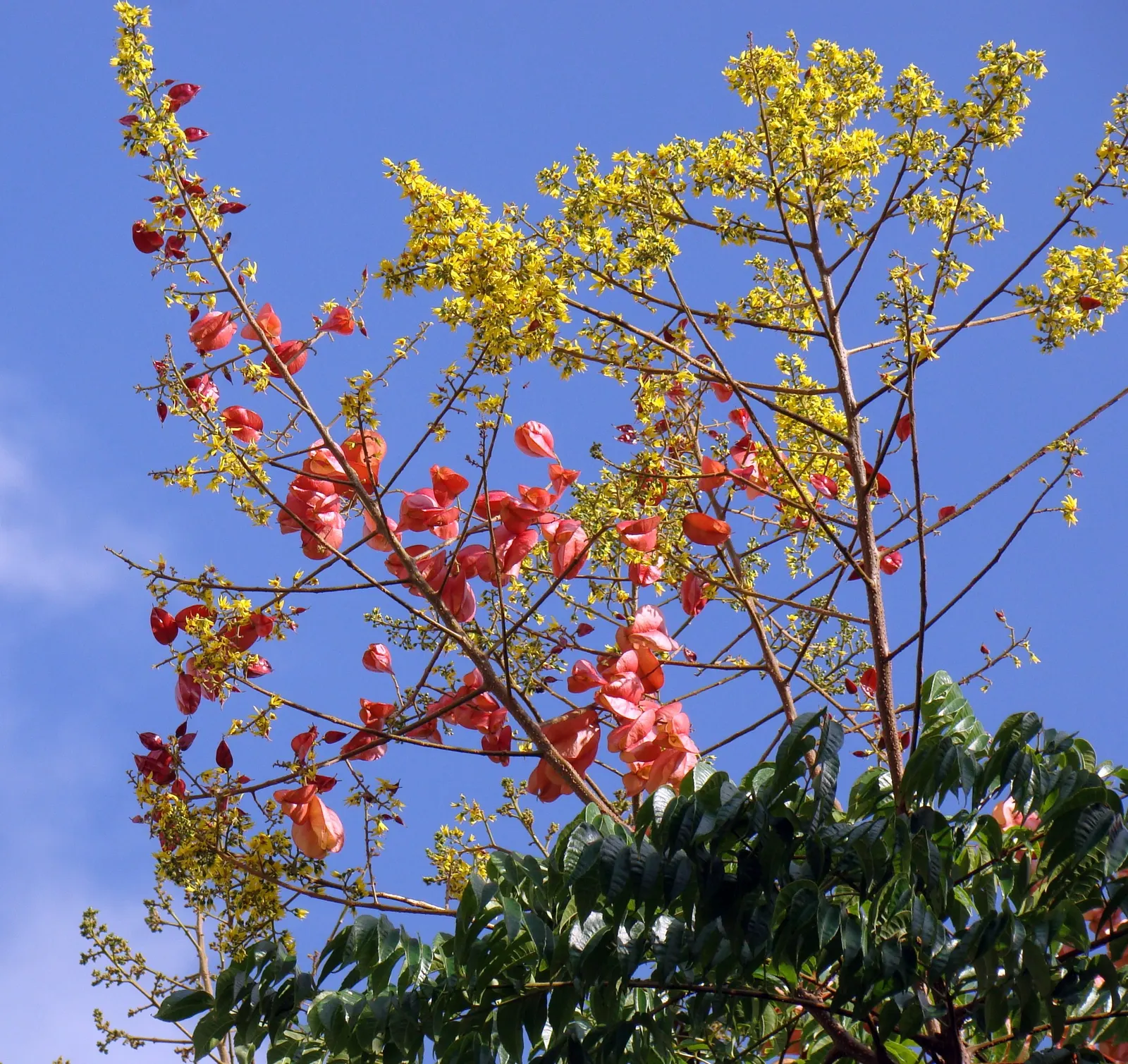 Chinese Flame Tree (Koelreuteria Bipinnata) — scientifically known as Koelreuteria bipinnata; its foliage consists of bipinnate or sometimes tripinnate leaves