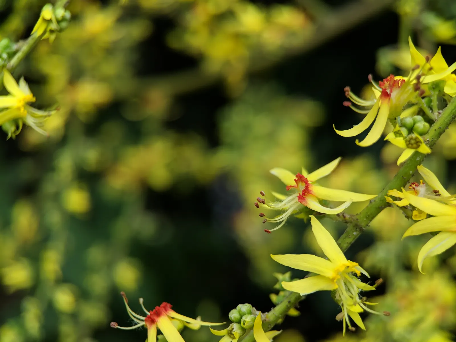 Chinese Flame Tree (Koelreuteria Bipinnata) — In late summer, it showcases bright yellow blooms followed by distinctive pinkish-red, lantern-like, image 44