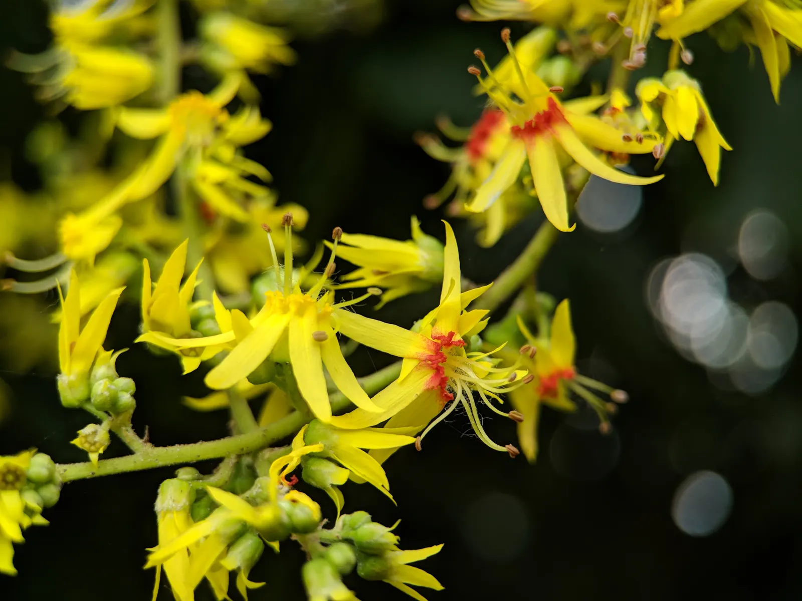 Chinese Flame Tree (Koelreuteria Bipinnata) — the Chinese Flame Tree thrives in USDA Hardiness Zones 6 through 9