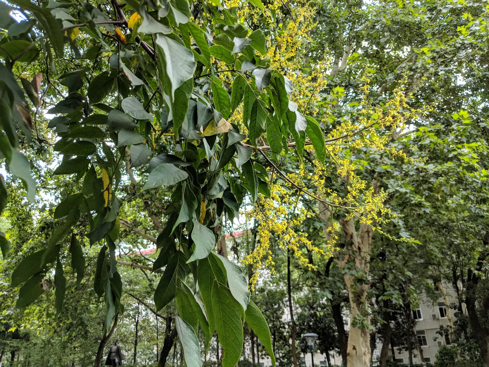 Chinese Flame Tree (Koelreuteria Bipinnata) — tree with yellow blooms; its foliage consists of bipinnate or sometimes tripinnate leaves