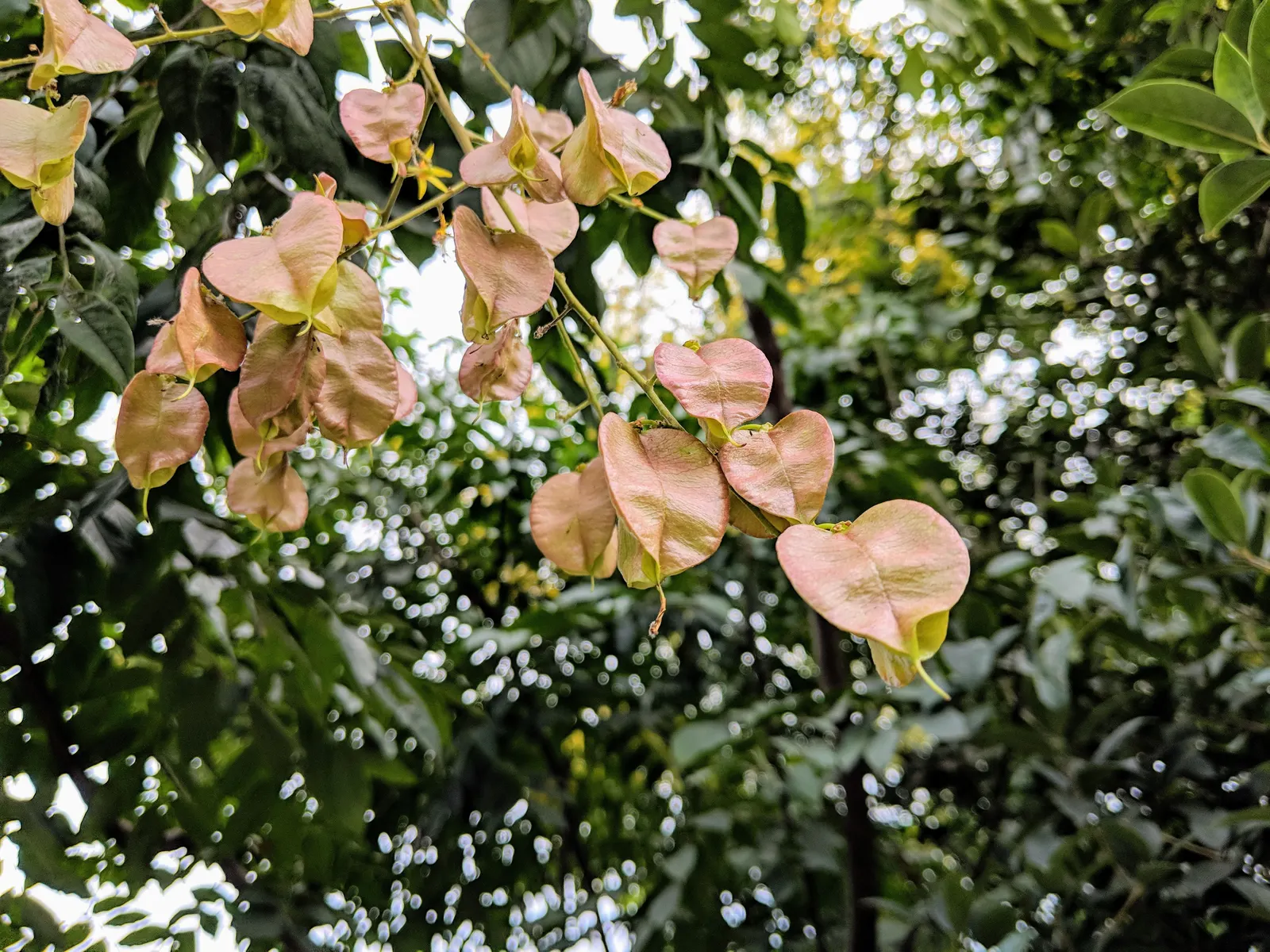 Chinese Flame Tree (Koelreuteria Bipinnata) — hassle-free choice for temperate landscapes, image 46