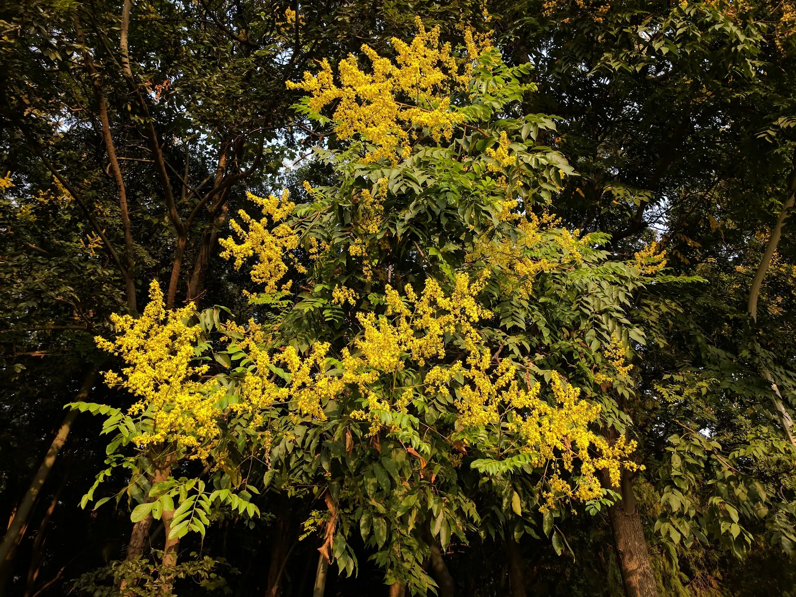 Chinese Flame Tree (Koelreuteria Bipinnata) — tree for full; regular watering helps establish a deep-rooted system