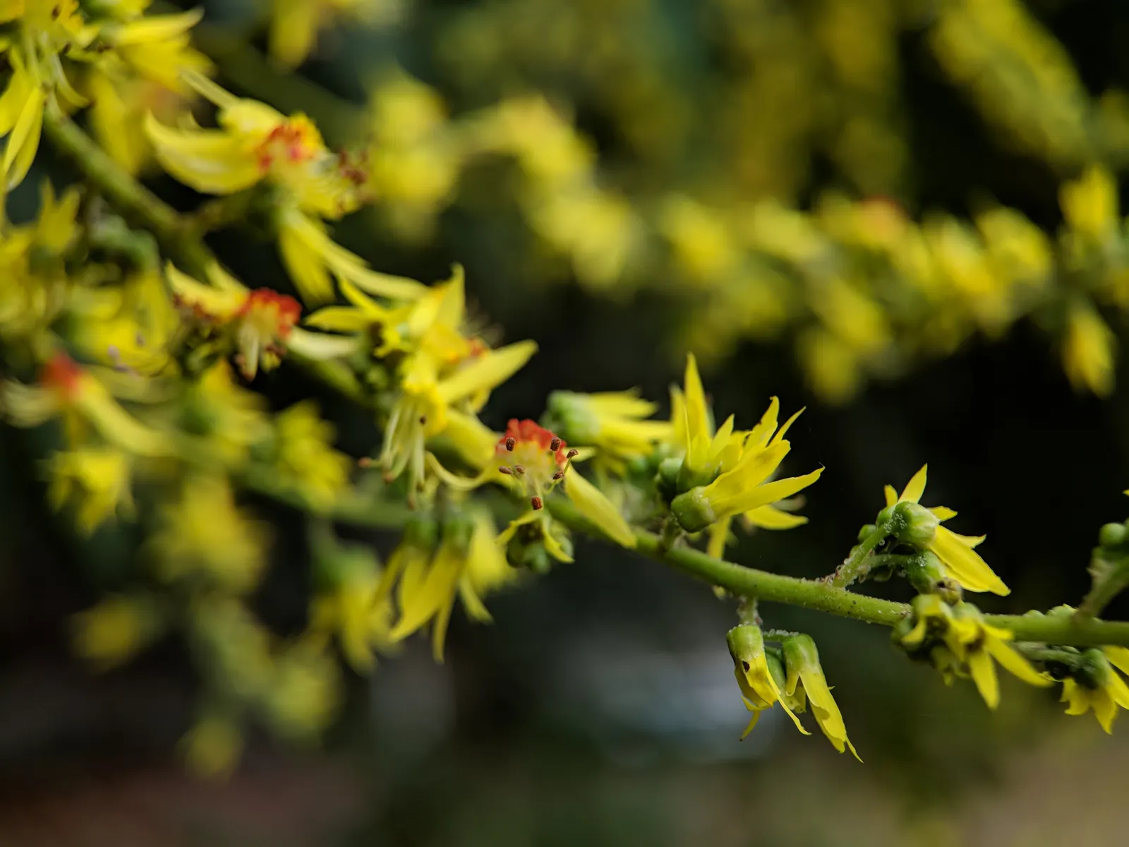 Chinese Flame Tree (Koelreuteria Bipinnata) — Thriving in USDA zones 7-9, this ornamental prefers full sun and well-drained soil; regular watering, image 45