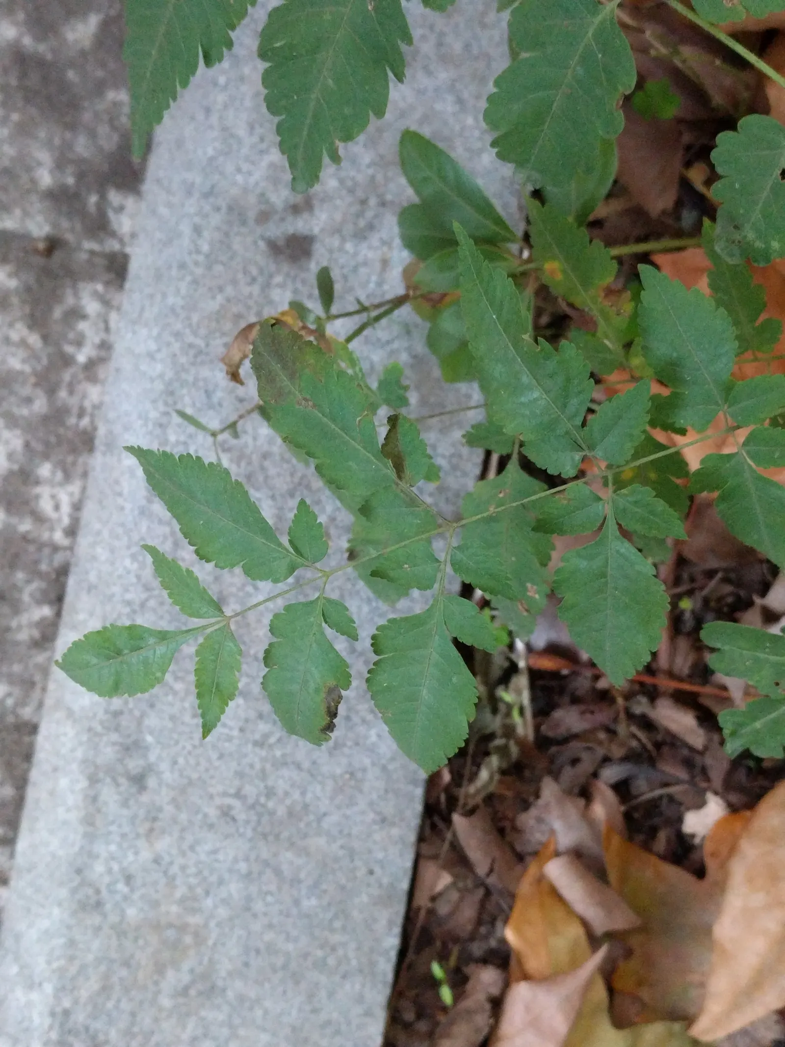 Chinese Flame Tree (Koelreuteria Bipinnata) — scientifically known as Koelreuteria bipinnata; its foliage consists of bipinnate or sometimes, image 47