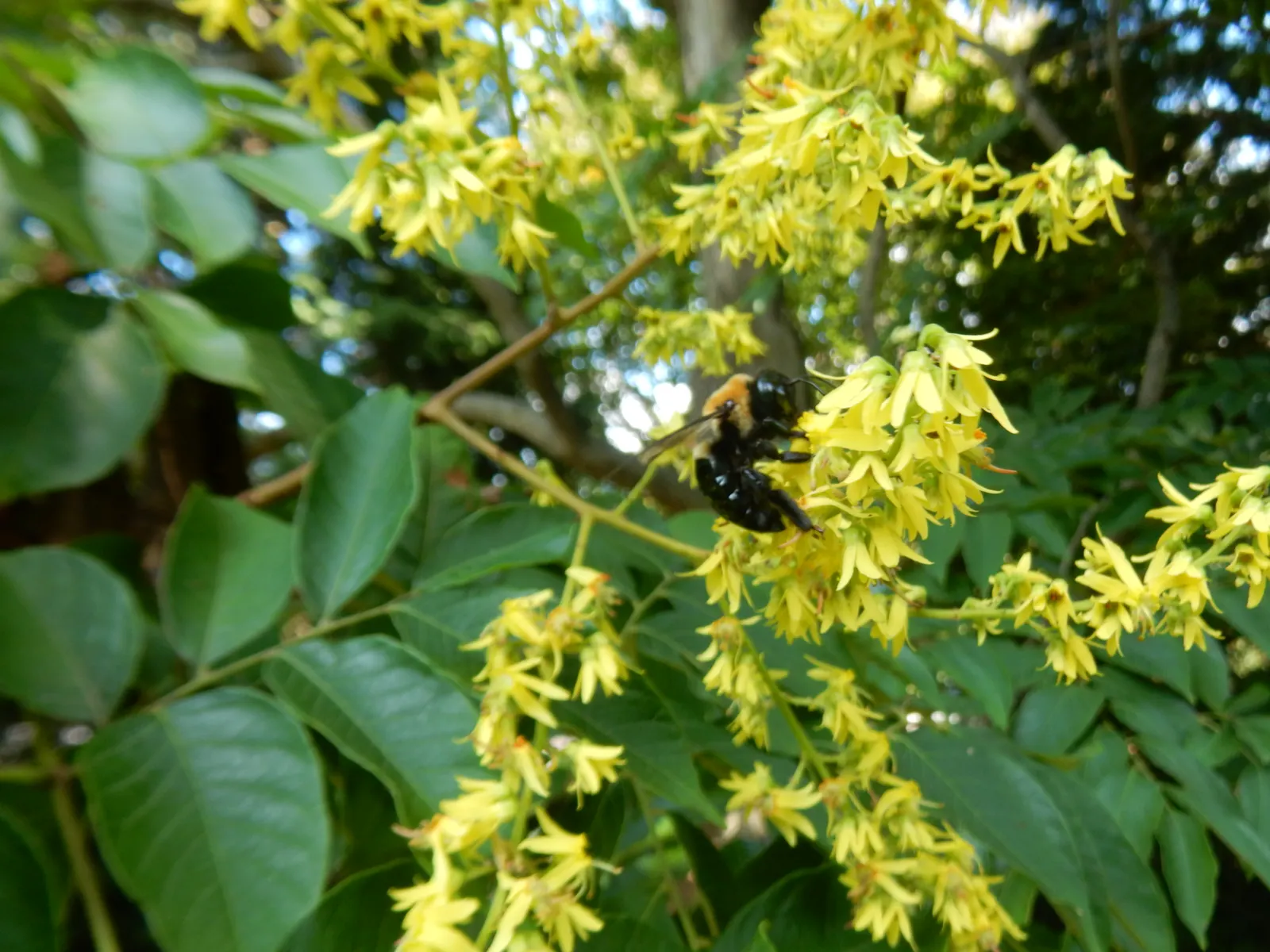 Chinese Flame Tree (Koelreuteria Bipinnata) — yellow flowers in the garden; hassle-free choice for temperate landscapes, image 61