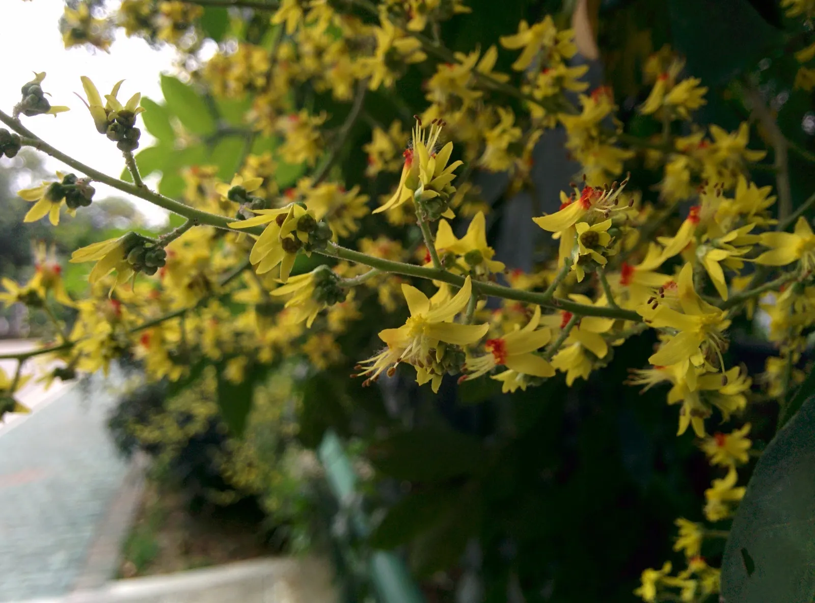 Chinese Flame Tree (Koelreuteria Bipinnata) — tree for full; regular watering helps establish a deep-rooted system, image 63
