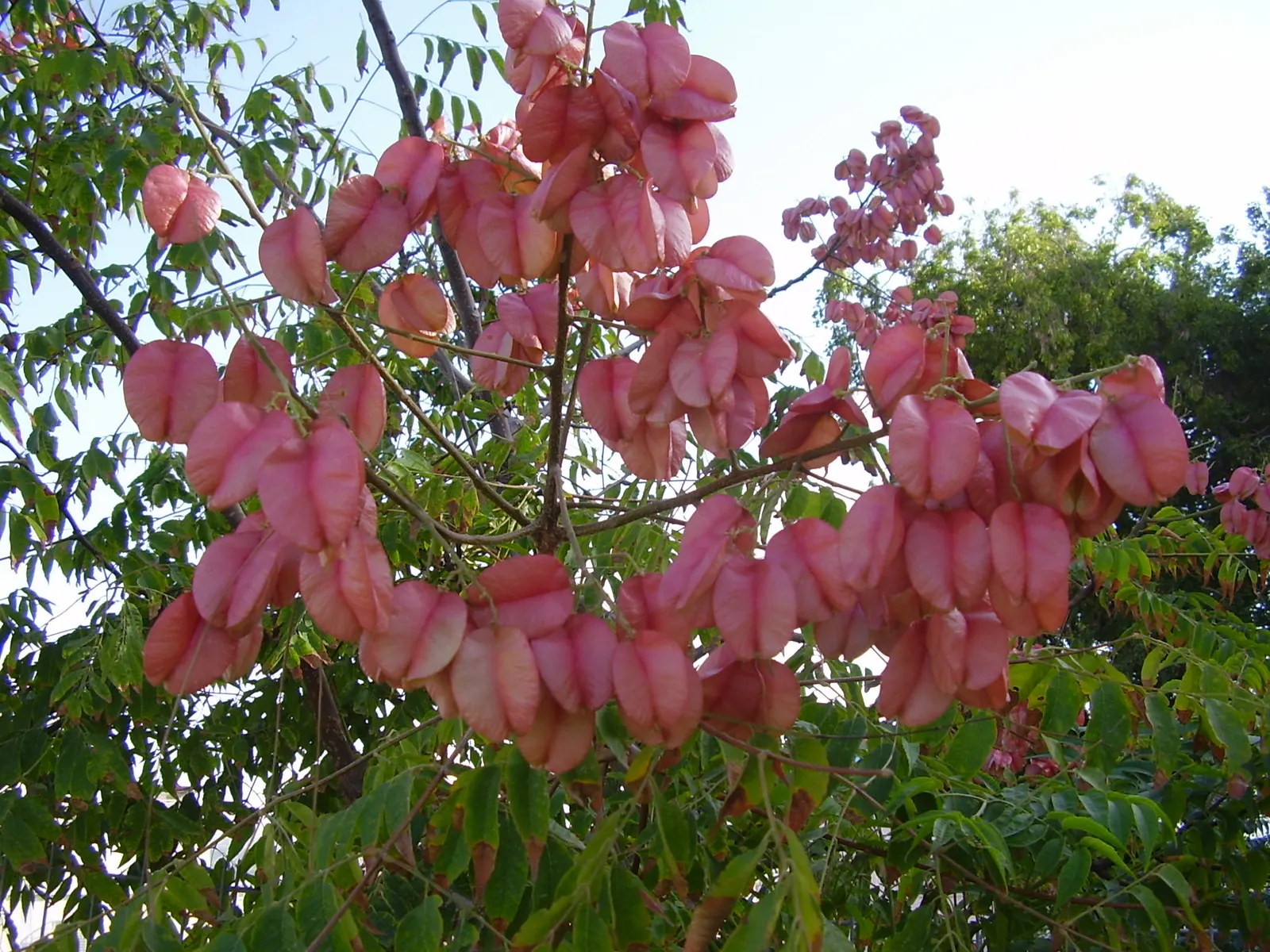 Chinese Flame Tree (Koelreuteria Bipinnata) — hassle-free choice for temperate landscapes, image 25