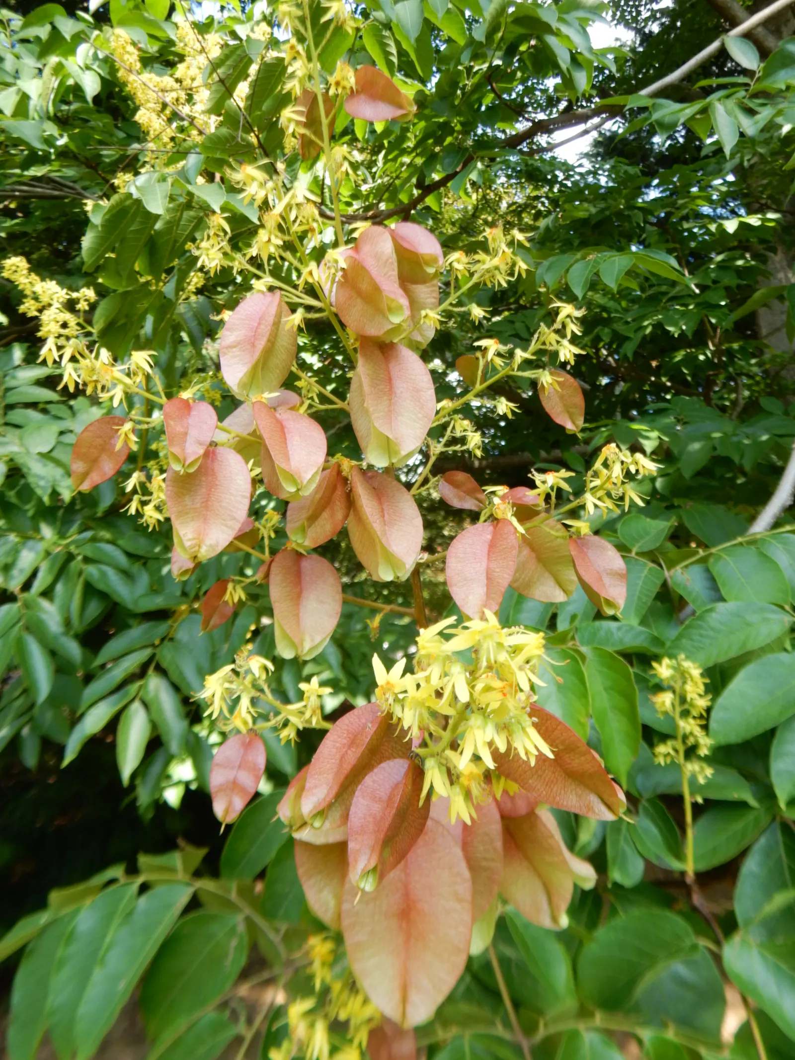 Chinese Flame Tree (Koelreuteria Bipinnata) — with each leaf reaching 6 to 15 inches long; regular watering helps establish a deep-rooted system