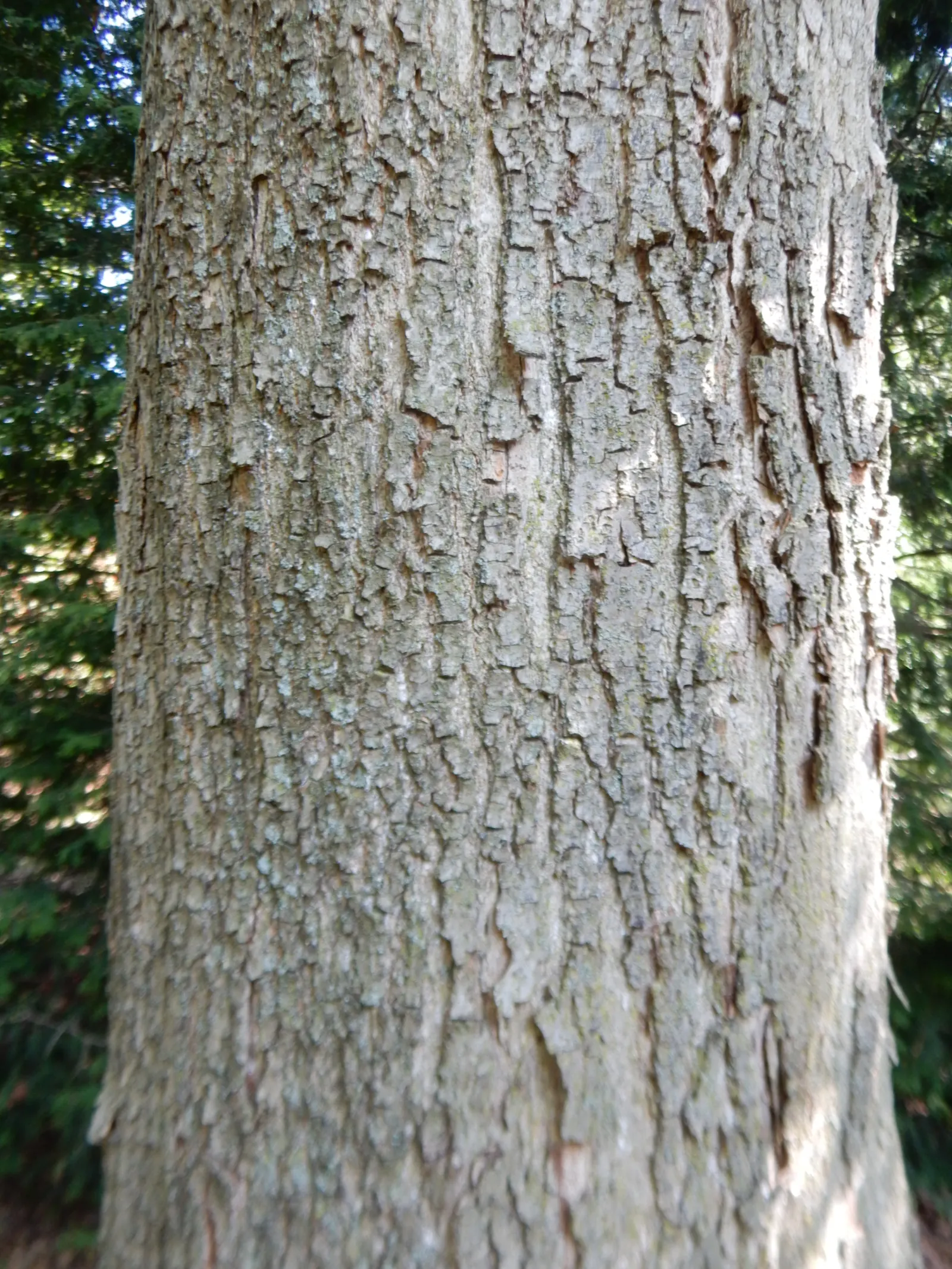 Chinese Flame Tree (Koelreuteria Bipinnata) — tree with yellow blooms; its foliage consists of bipinnate or sometimes tripinnate leaves, image 62