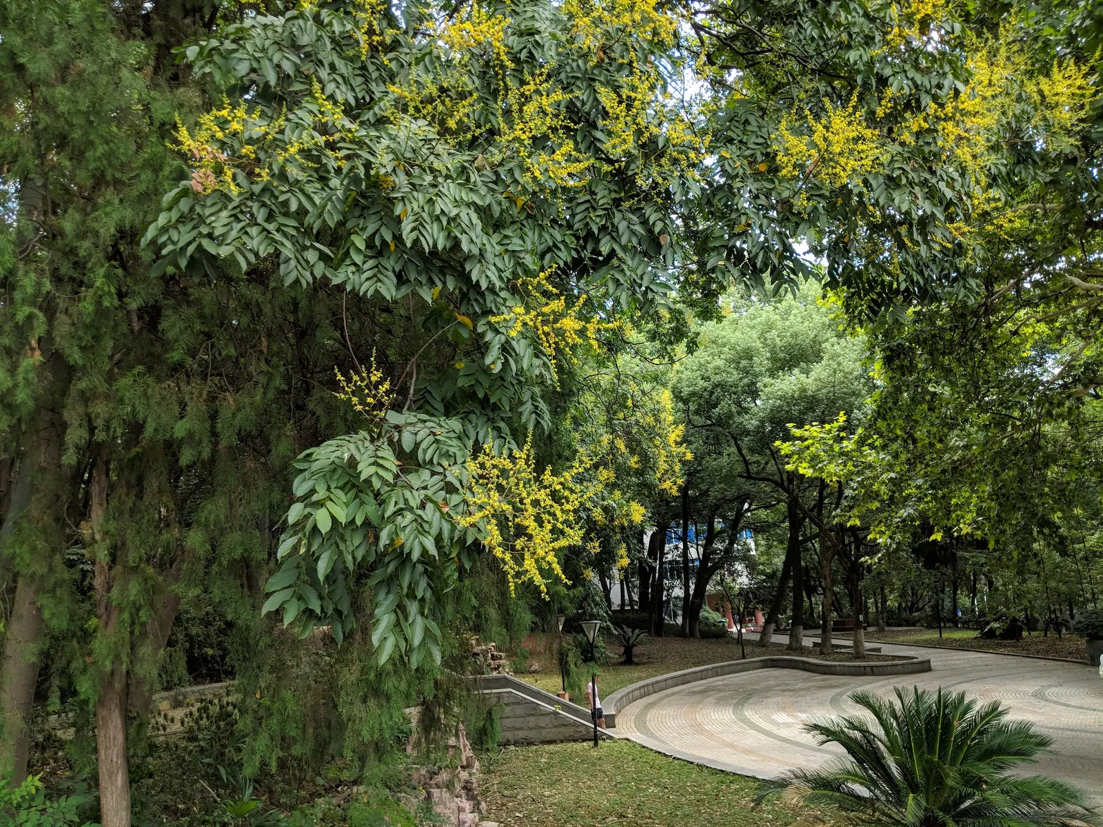 Chinese Flame Tree (Koelreuteria Bipinnata) — with its spreading canopy reaching up to 35 feet high and equally wide; hassle-free choice for, image 43