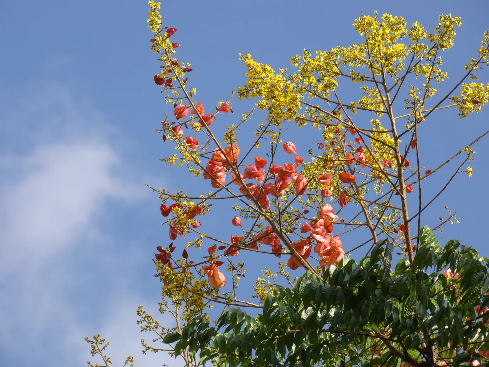 Chinese Flame Tree (Koelreuteria Bipinnata) — though it performs best in well-drained; its foliage consists of bipinnate or sometimes tripinnate, image 59