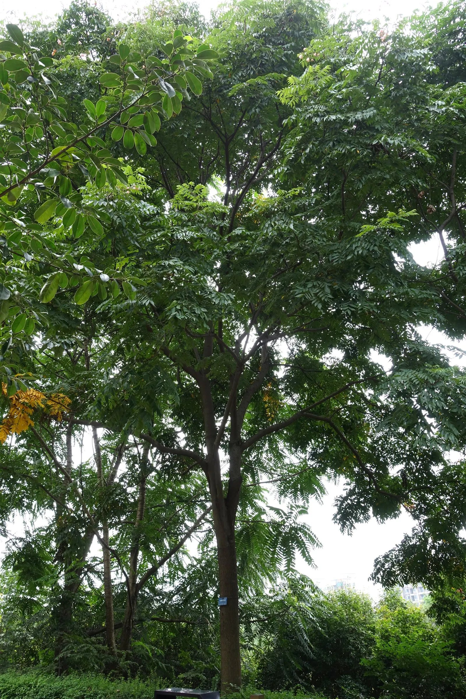 Chinese Flame Tree (Koelreuteria Bipinnata) — In late summer, it showcases bright yellow blooms followed by distinctive pinkish-red, lantern-like seed pods