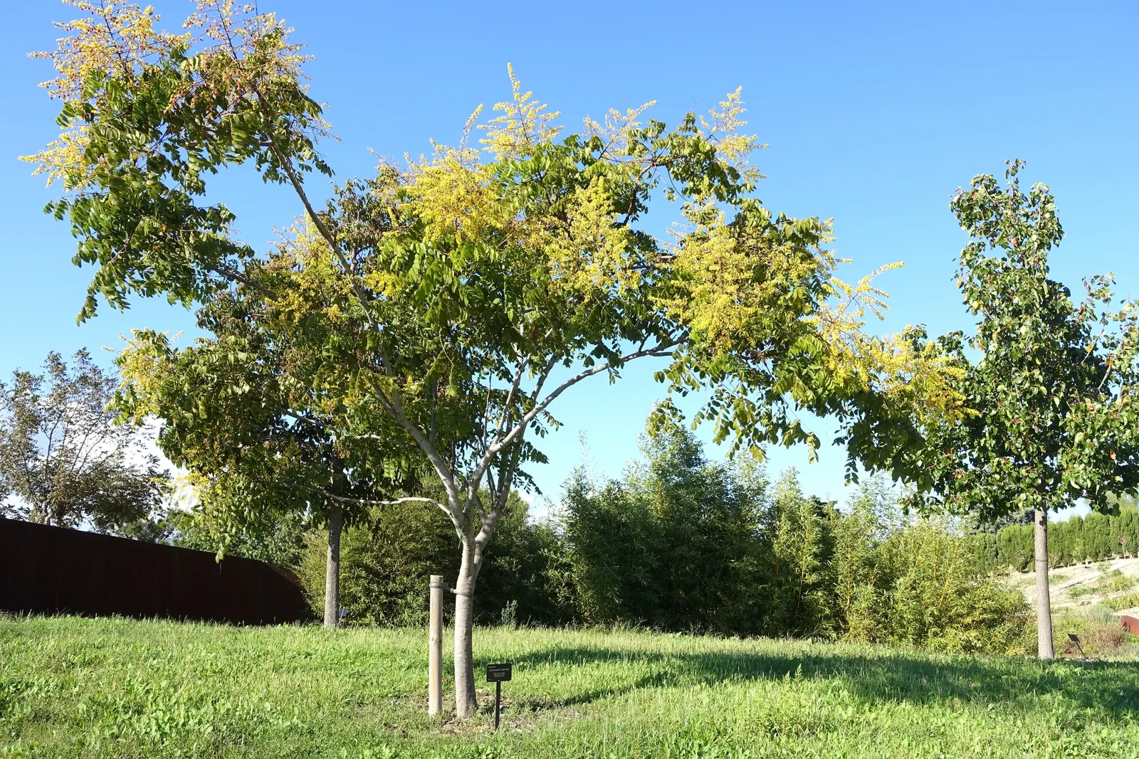 Chinese Flame Tree (Koelreuteria Bipinnata) — scientifically known as Koelreuteria bipinnata