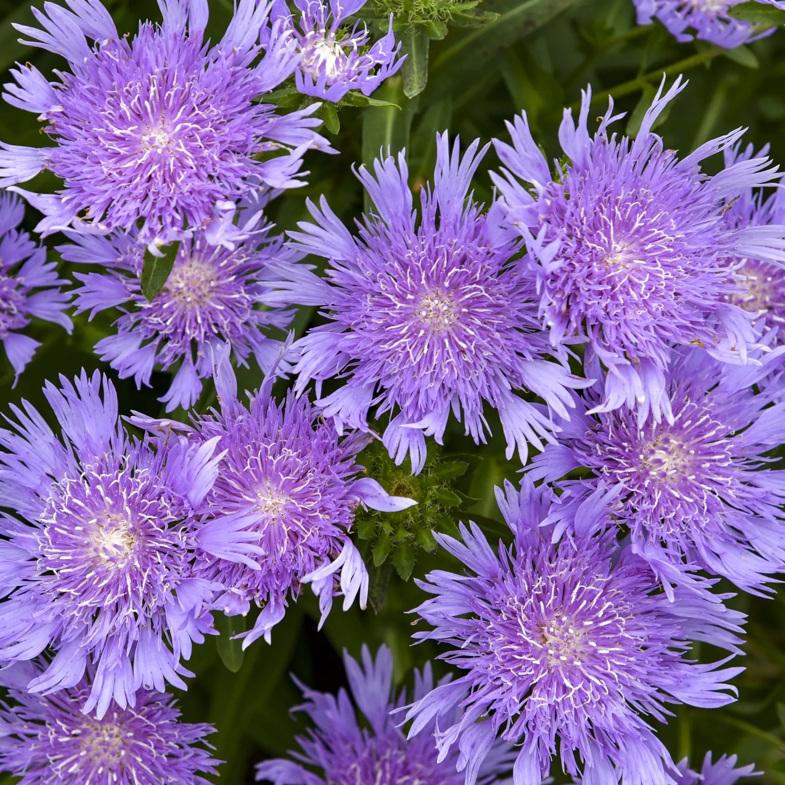 'Riptide' Stoke's Aster (Stokesia laevis) — The Stokesia laevis 'Riptide' is a mounded perennial with green foliage and periwinkle-blue