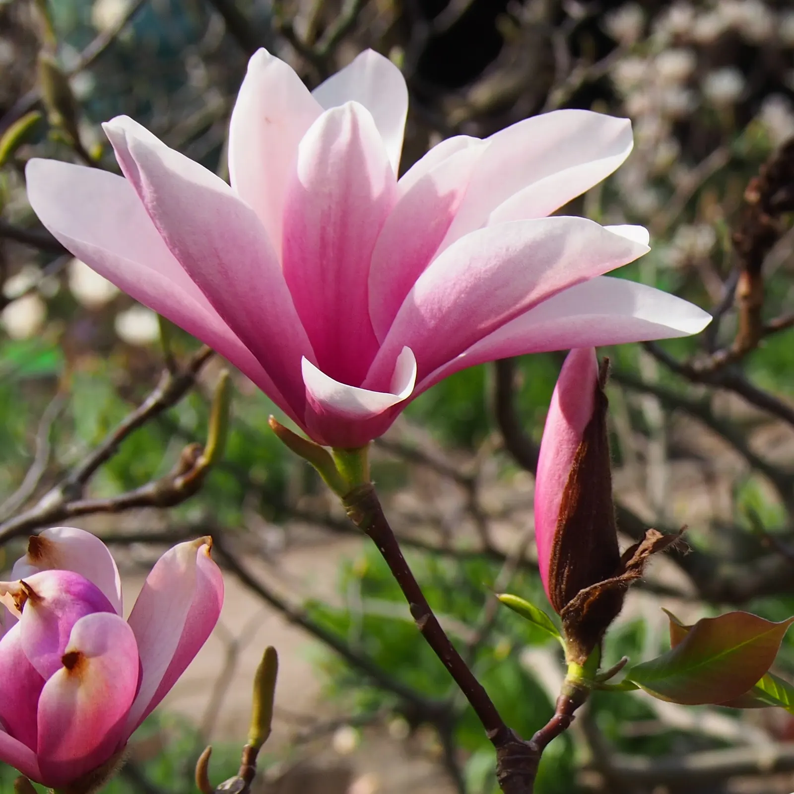 Heaven Scent Magnolia (Magnolia 'Heaven Scent') — Hardiness zones 5-9 ensure wide adaptability