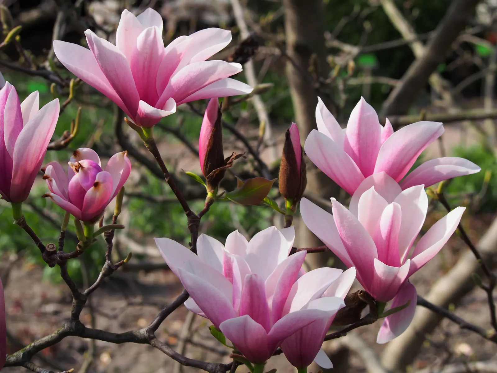 Heaven Scent Magnolia (Magnolia 'Heaven Scent') — Plant in well-drained soil with full sun to part shade