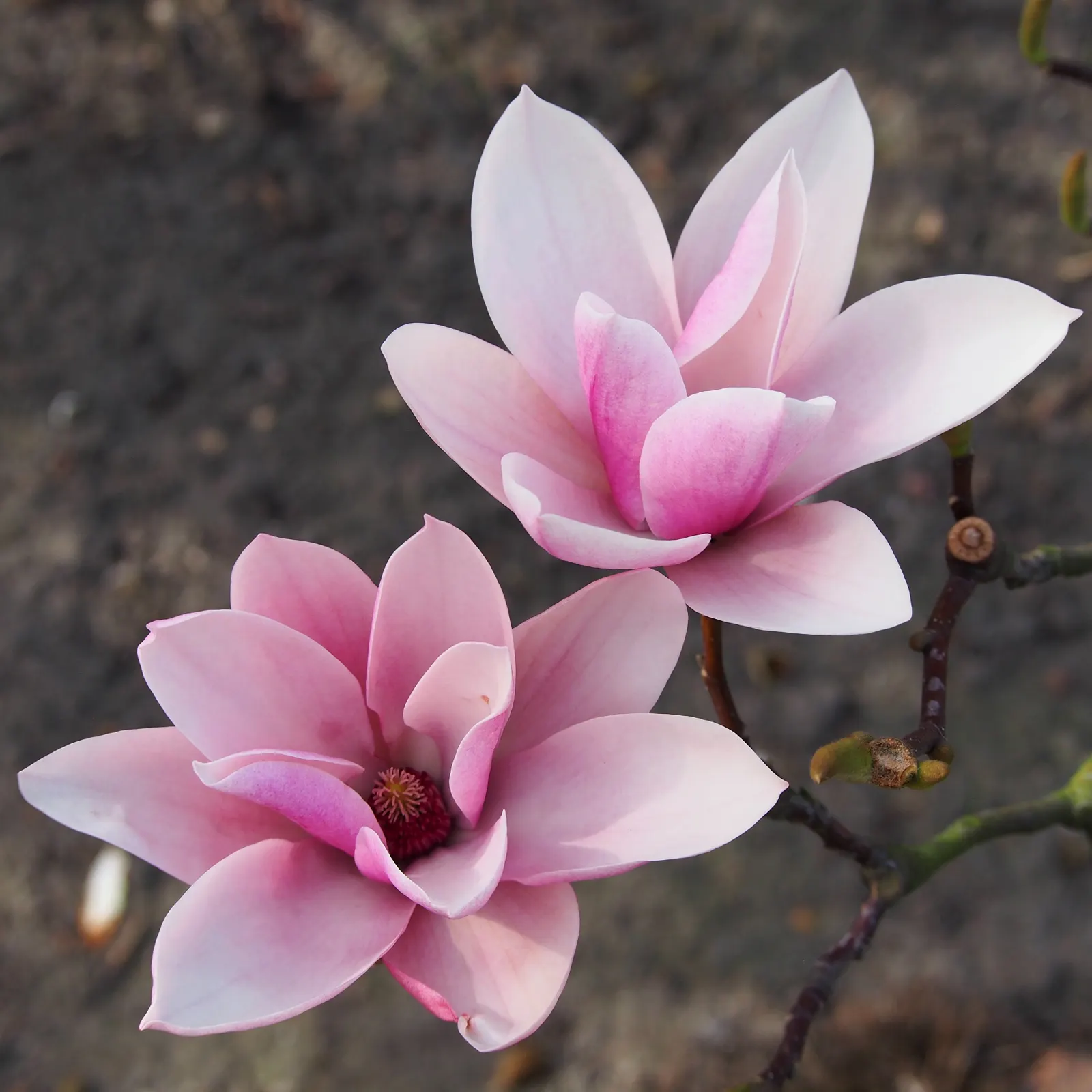 Heaven Scent Magnolia (Magnolia 'Heaven Scent') — Perfect for adding elegance and fragrance to residential landscapes