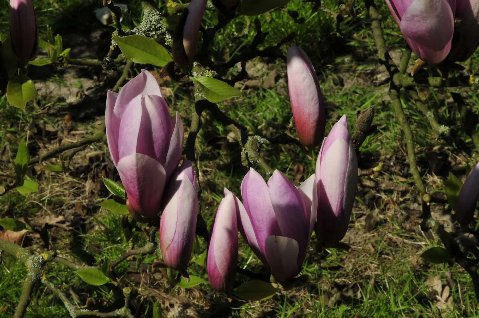 Heaven Scent Magnolia (Magnolia 'Heaven Scent') — Growing to 20 feet tall with a spread up to 15 feet, it's ideal as a focal point