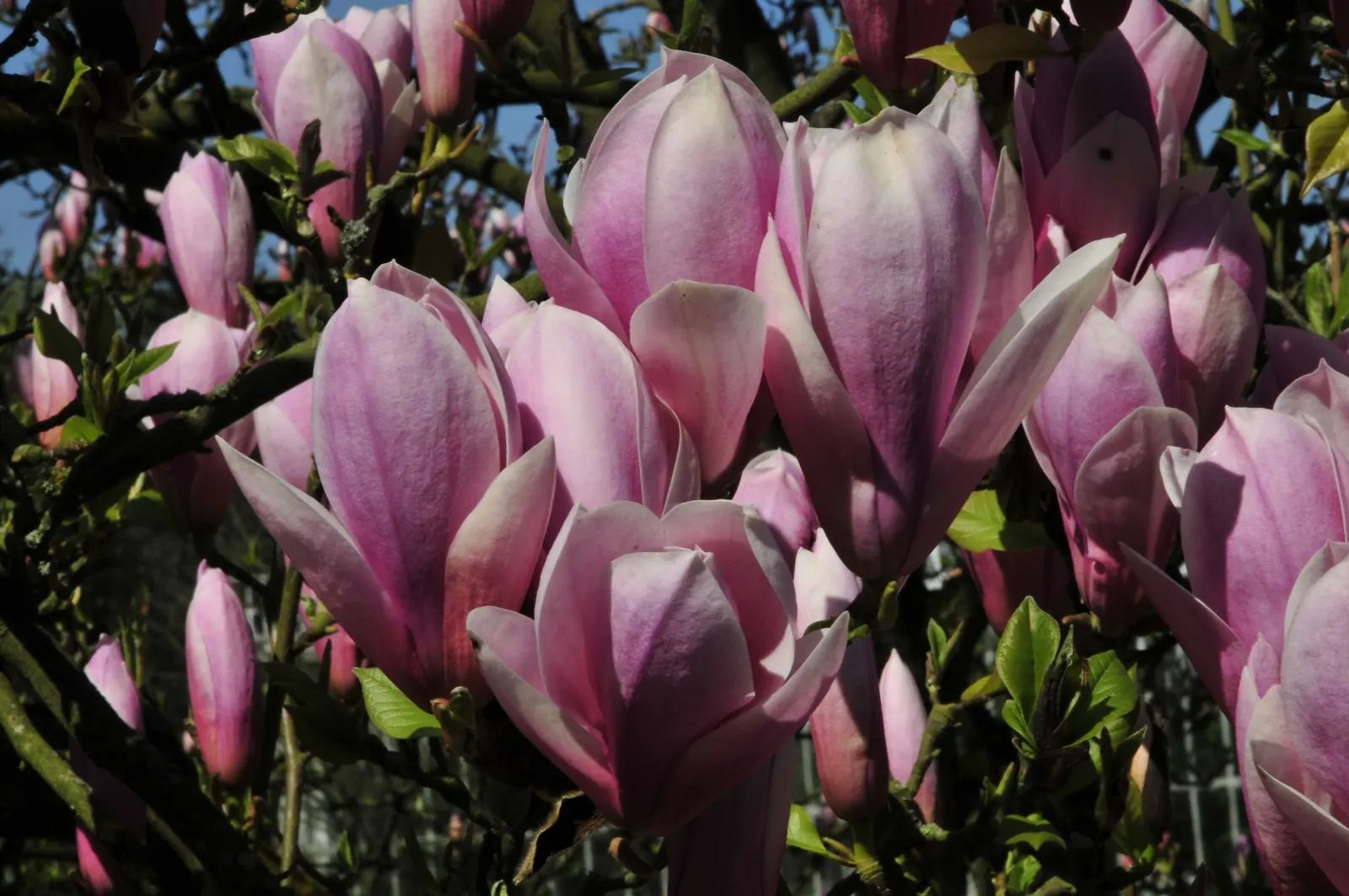 Heaven Scent Magnolia (Magnolia 'Heaven Scent') — Its striking tulip-like blossoms emerge in spring