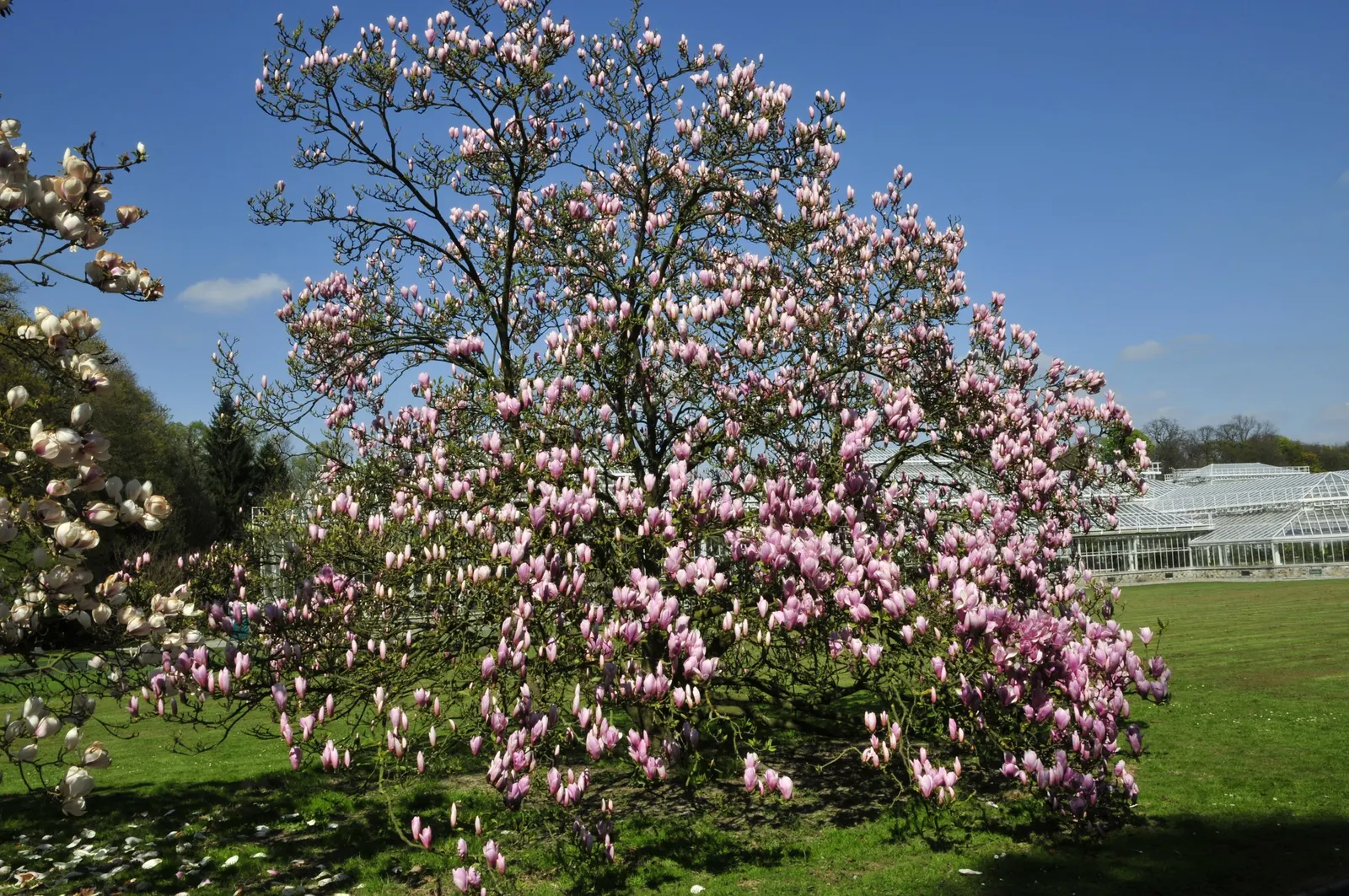 Heaven Scent Magnolia (Magnolia 'Heaven Scent') — The Magnolia 'Heaven Scent' is a deciduous tree prized for its aromatic, pink flowers